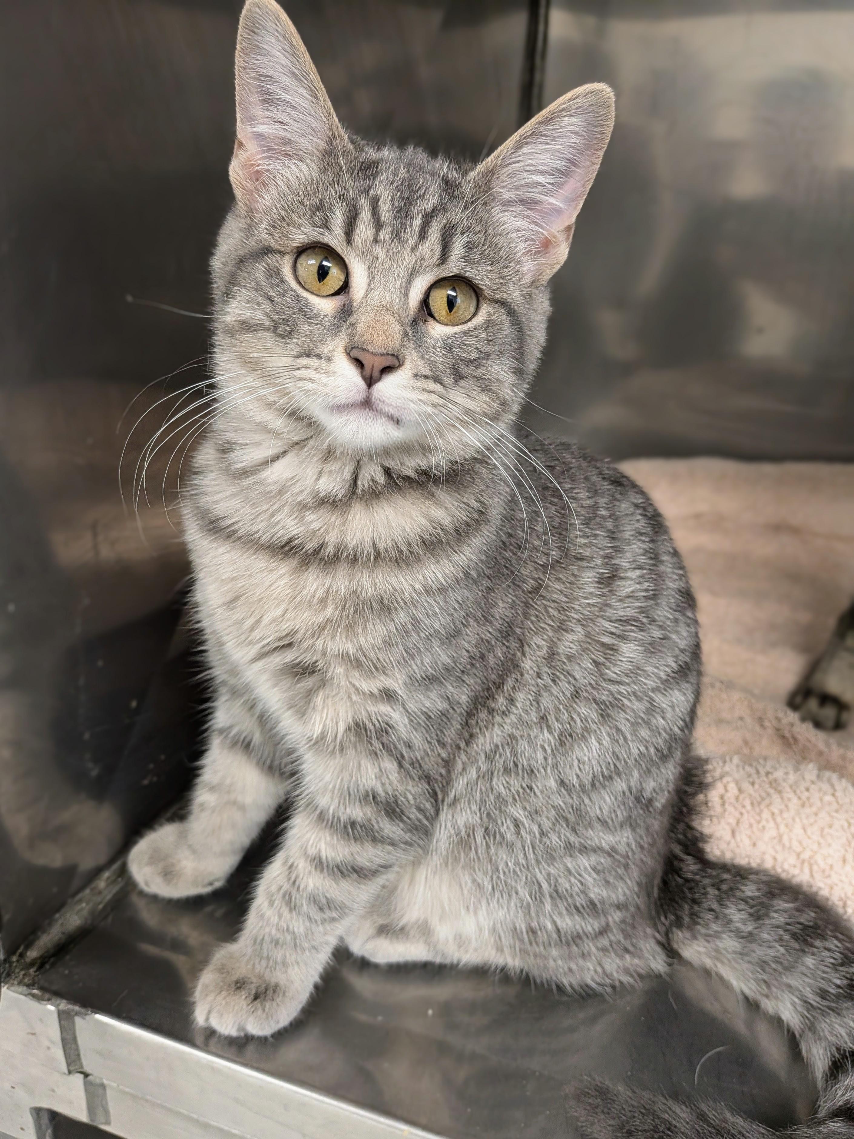 Baby Girl, ADOPTABLE, Kitten Female Domestic Short Hair.
