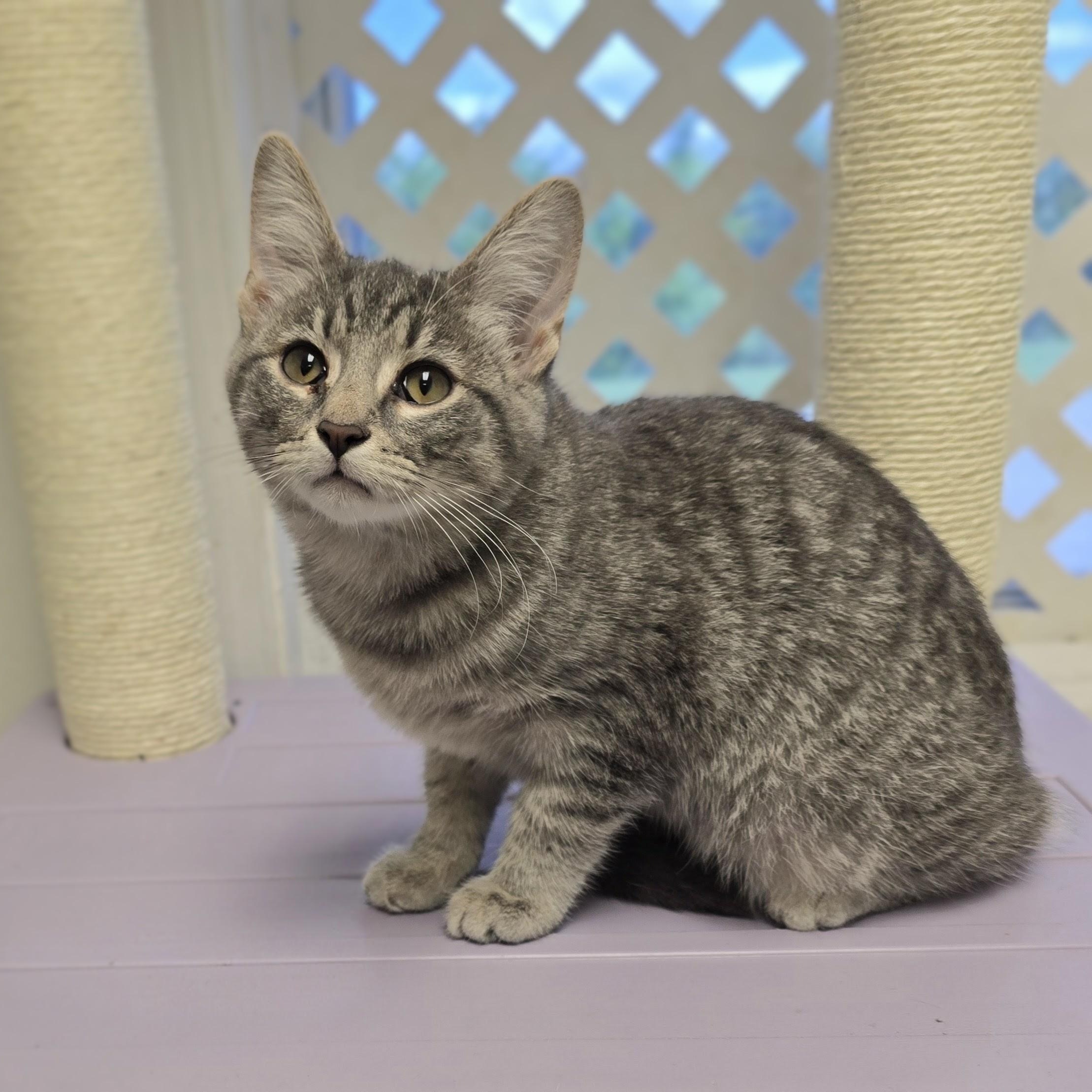 Enlarge Baby Girl, a ADOPTABLE mixed breed in Mount Carmel, IL image 1/1