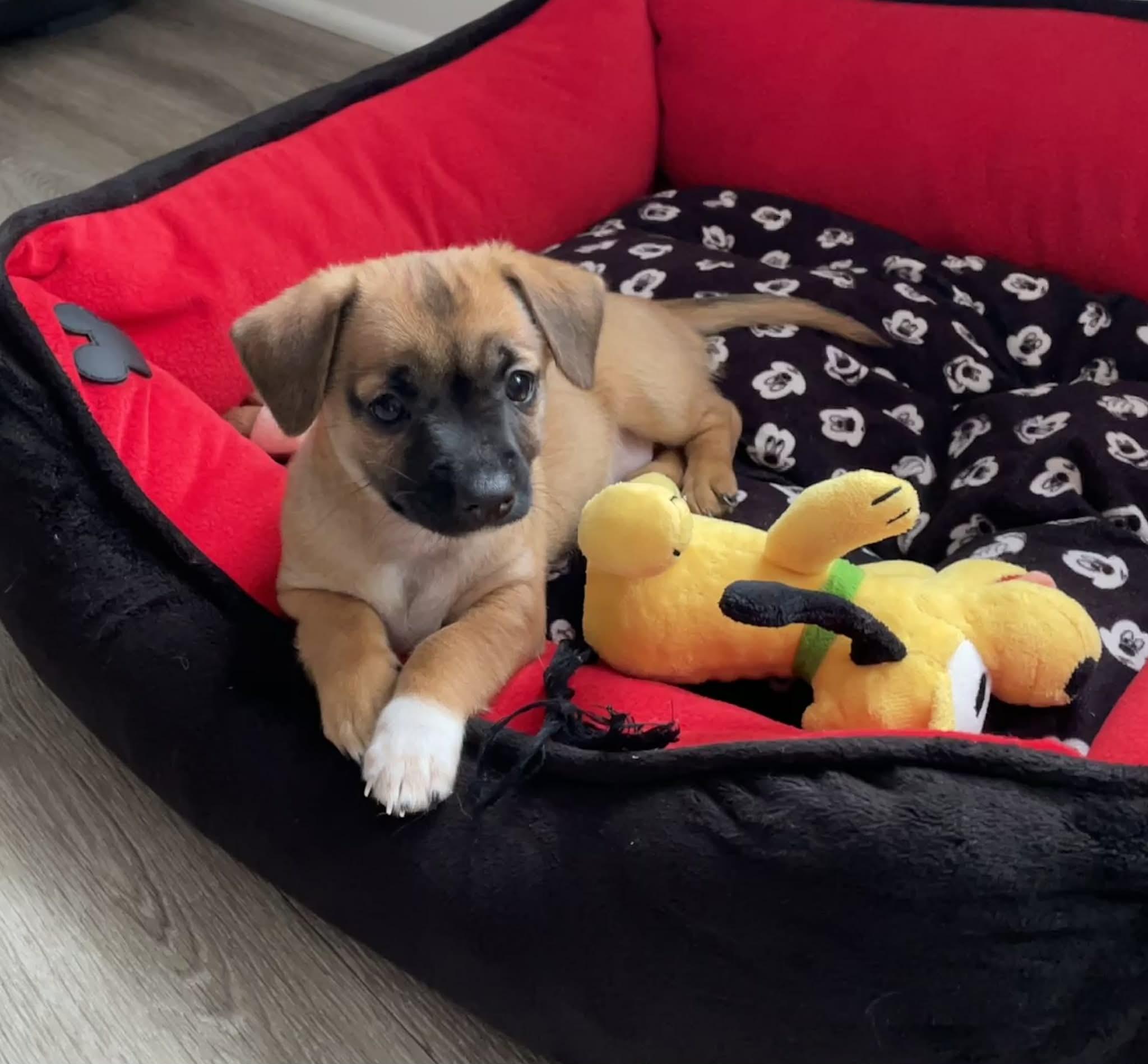 Kai (watch my video), a ADOPTABLE mixed breed in Ellicott City, MD image 1/6