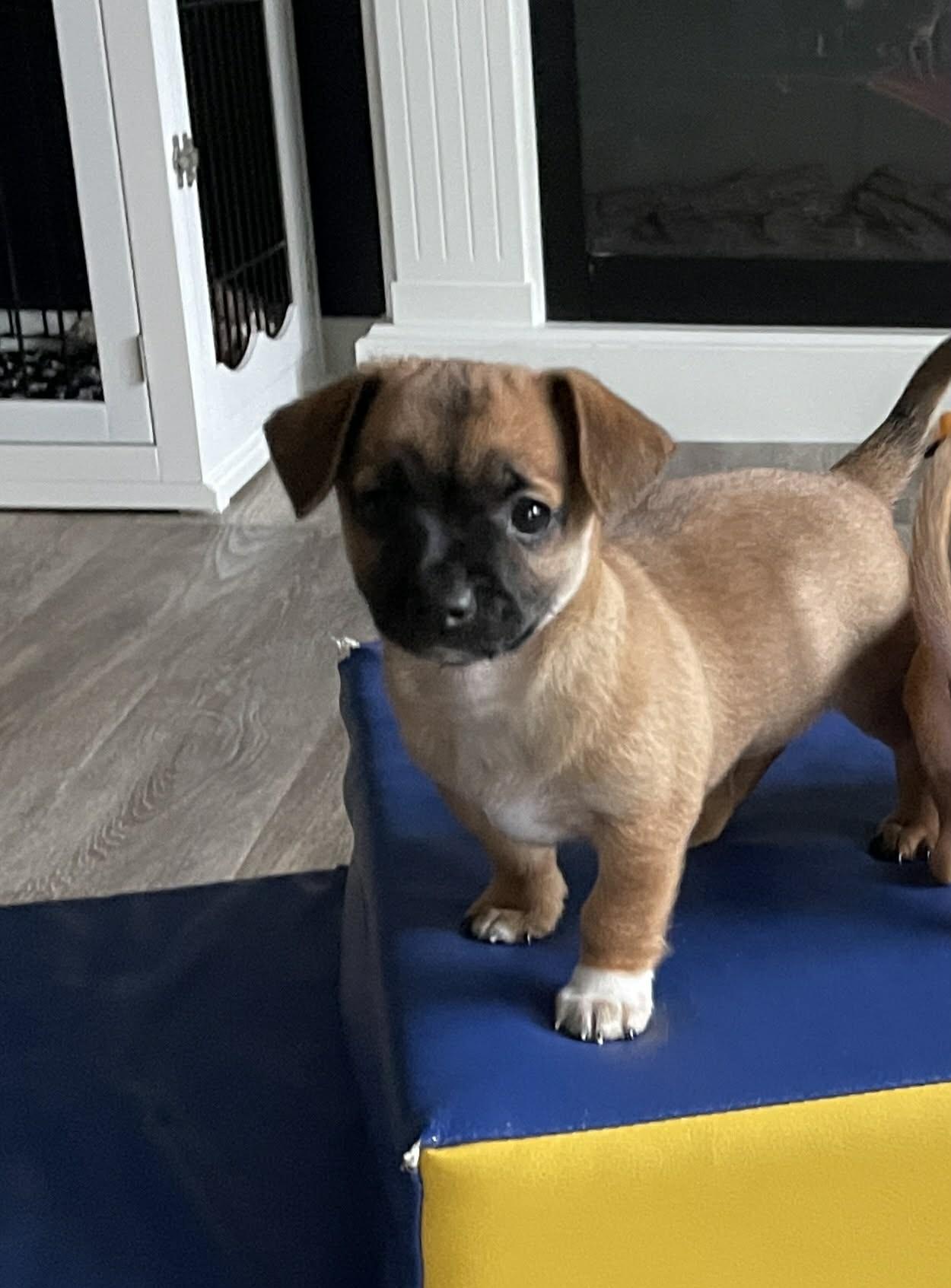 Kai (watch my video), a ADOPTABLE mixed breed in Ellicott City, MD image 2/6