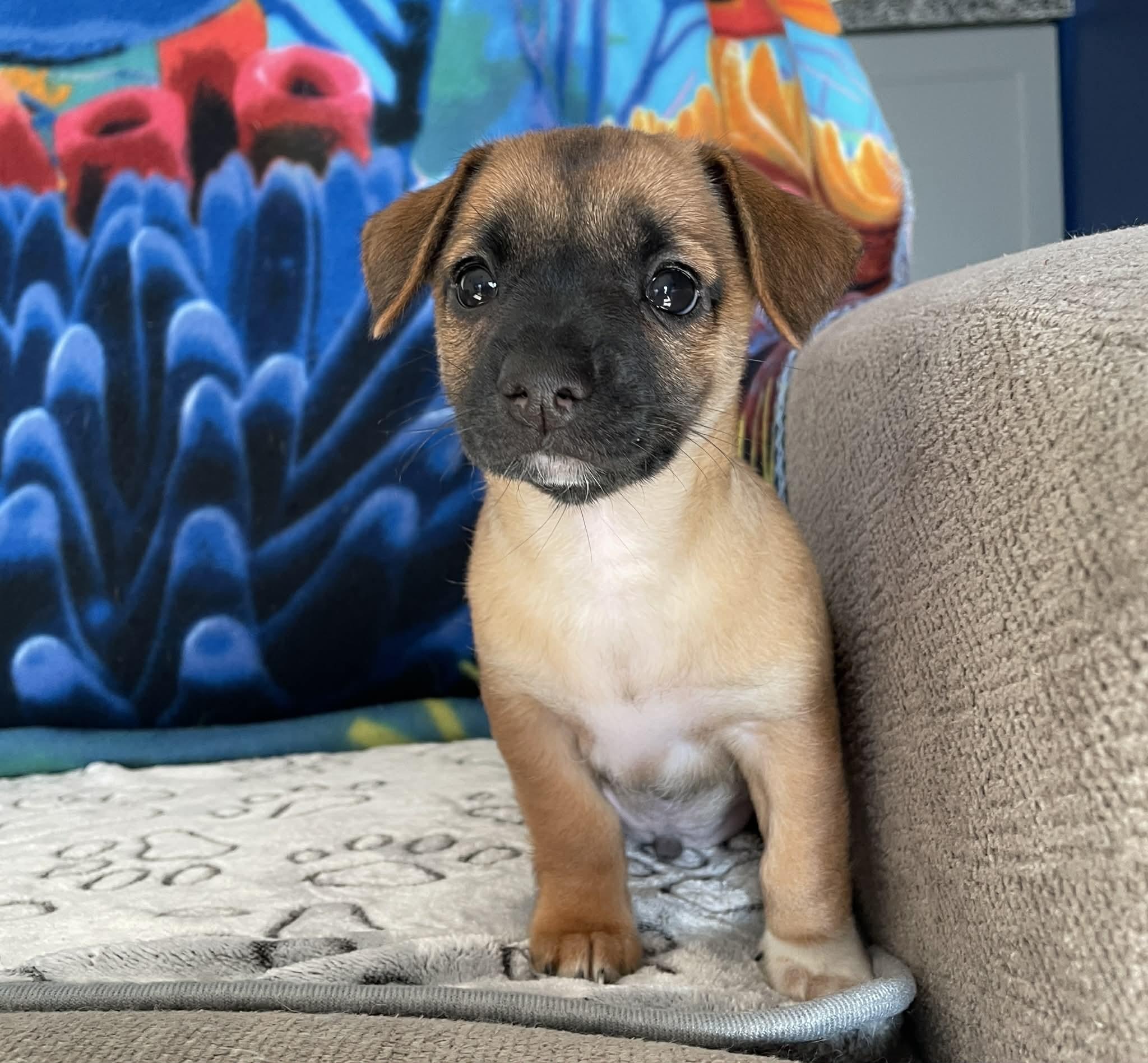 Kai (watch my video), a ADOPTABLE mixed breed in Ellicott City, MD image 3/6