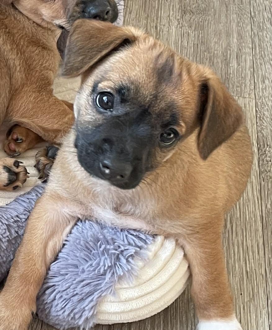 Kai (watch my video), a ADOPTABLE mixed breed in Ellicott City, MD image 5/6