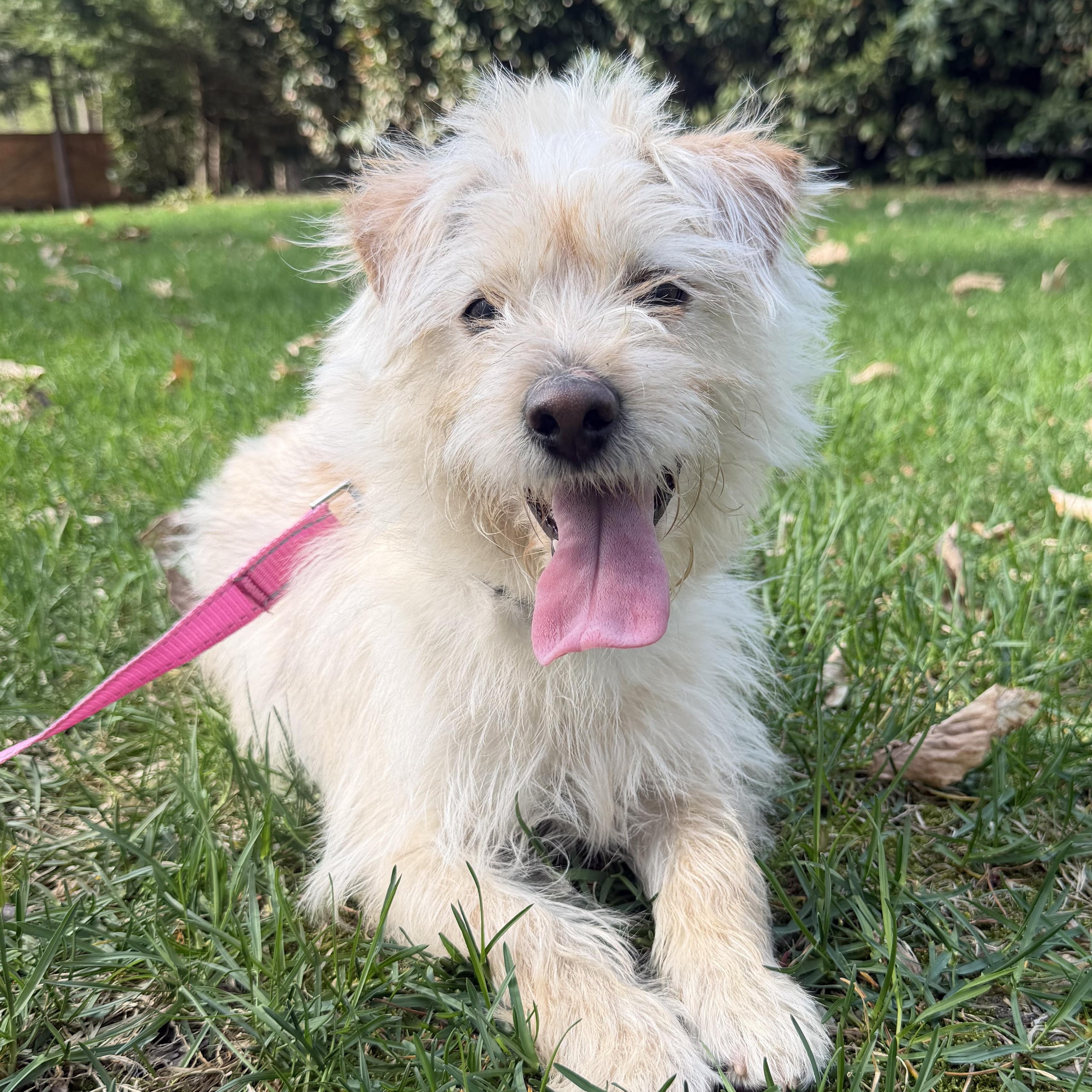 Luna, adopted, Young Female Norfolk Terrier & Border Terrier.