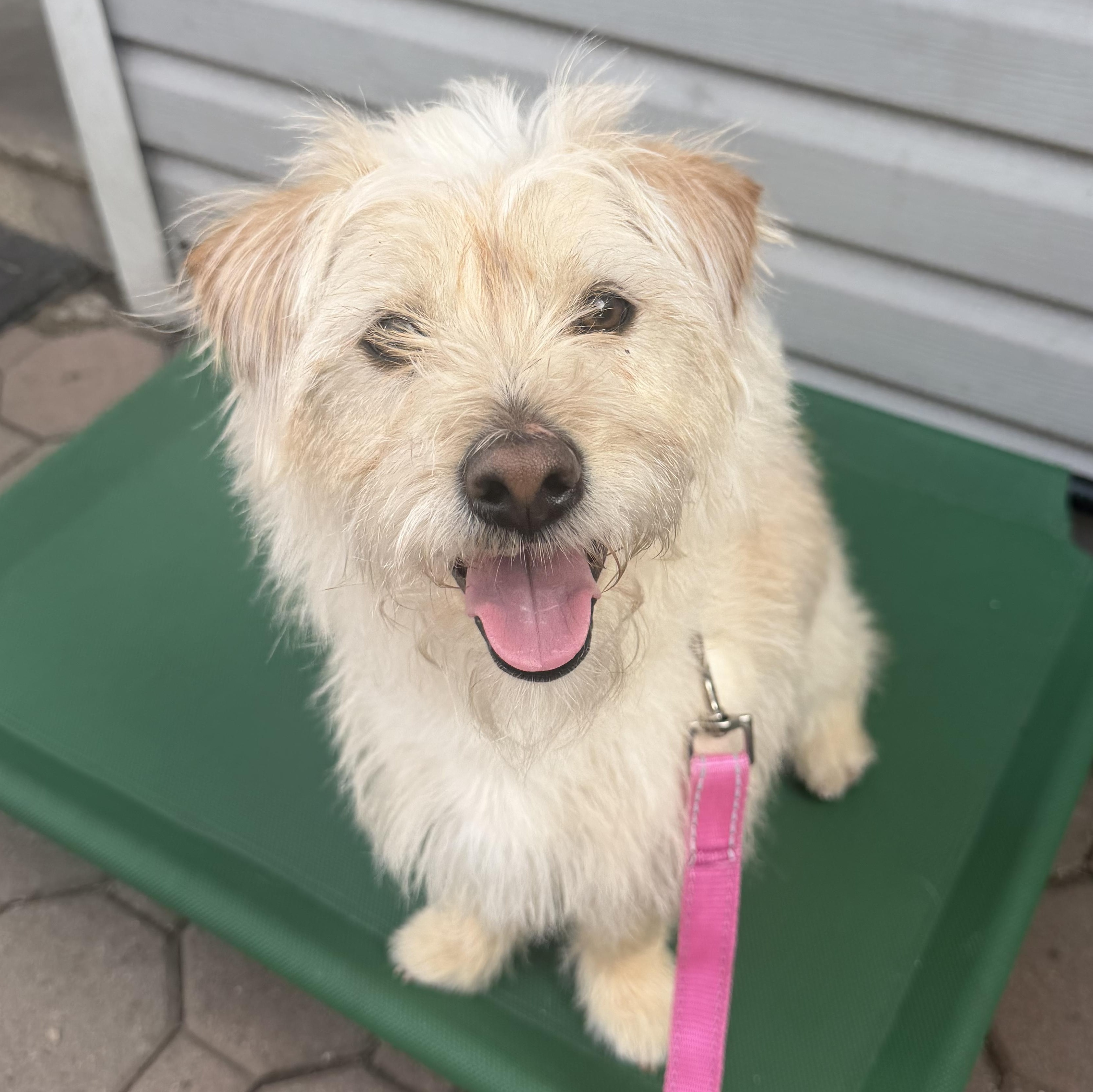 Enlarge Luna, an adopted mixed breed in Newark, NJ image 2/3