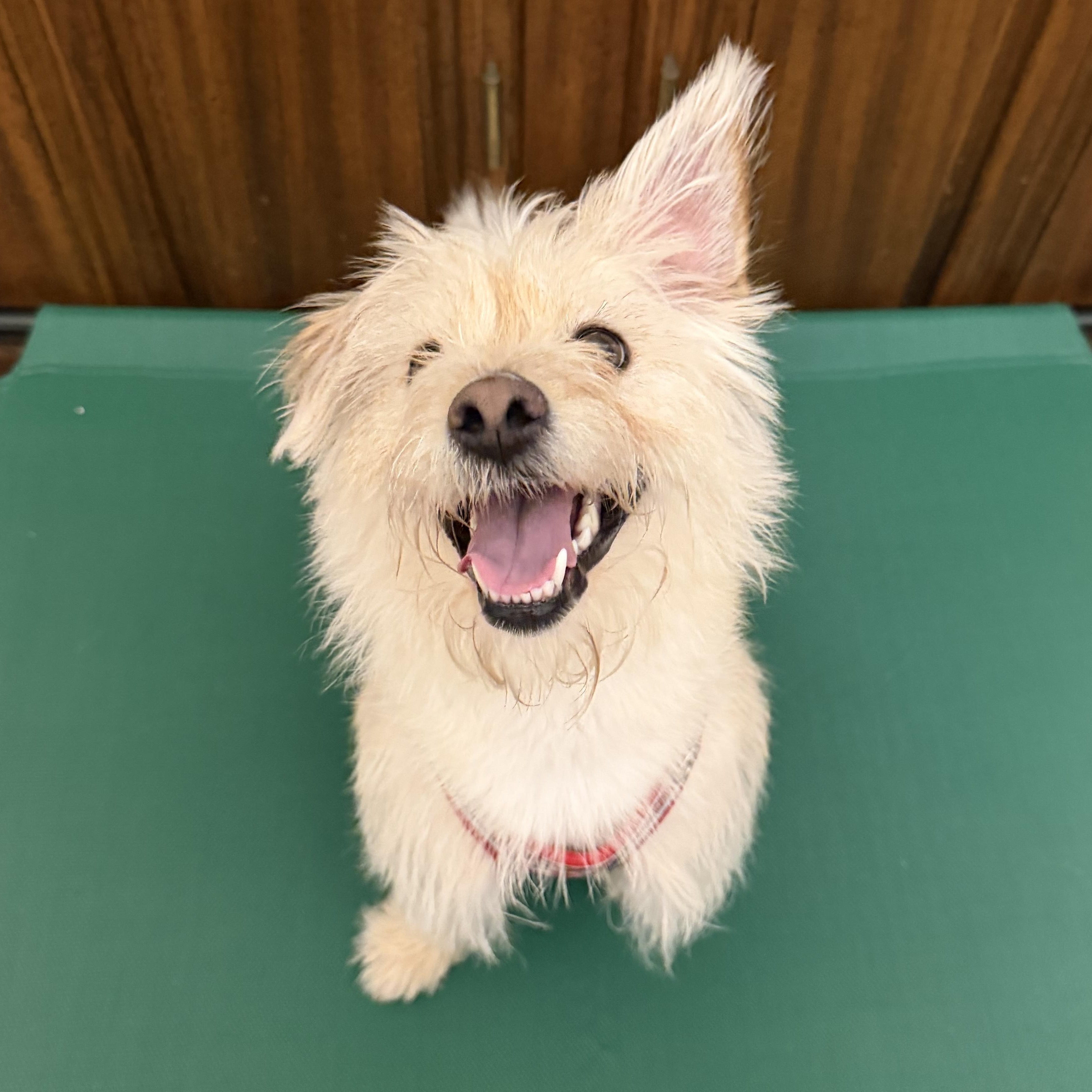 Enlarge Luna, an adopted mixed breed in Newark, NJ image 3/3