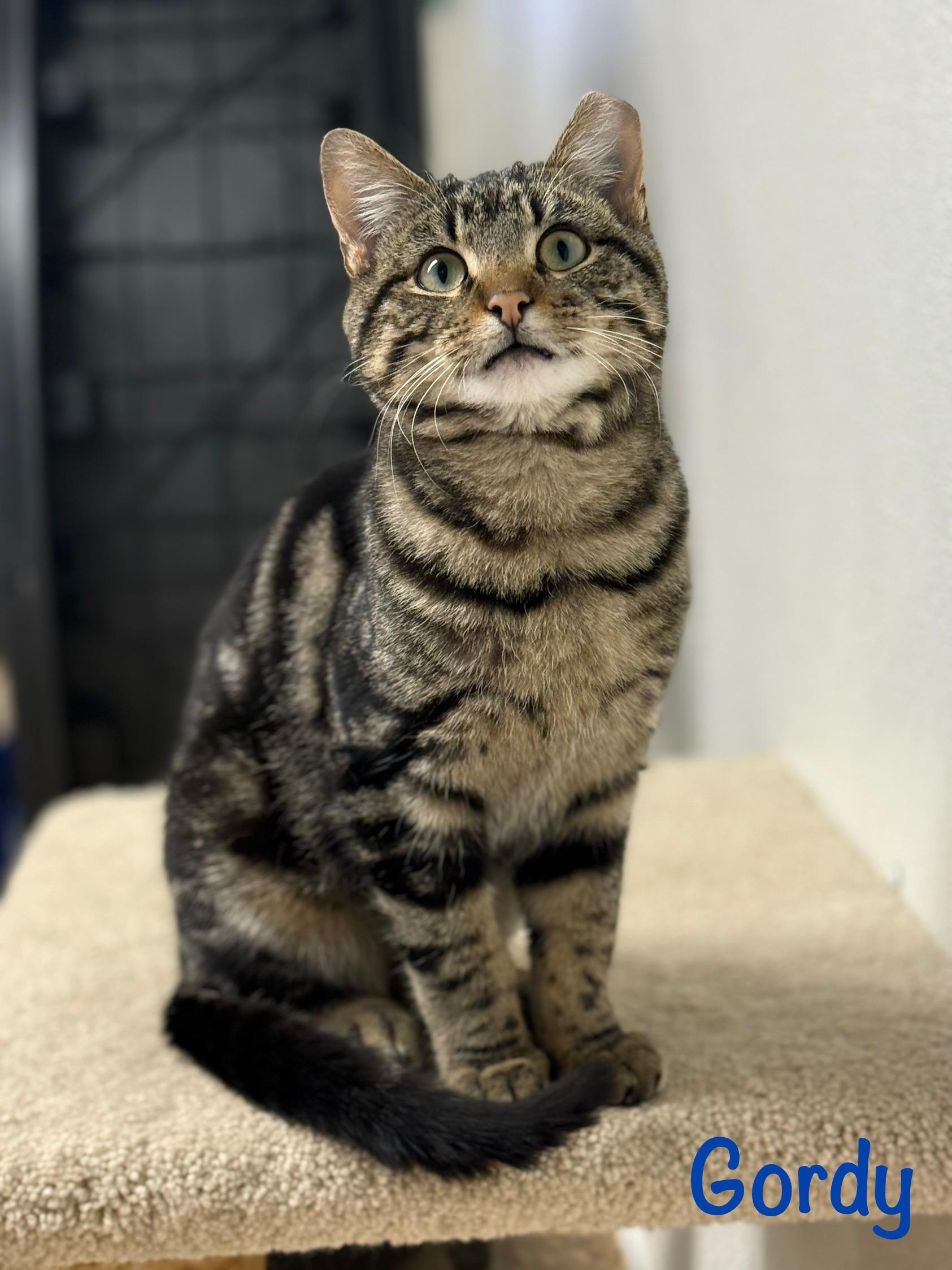 Gordy, Adoptable, Young Male Domestic Short Hair.