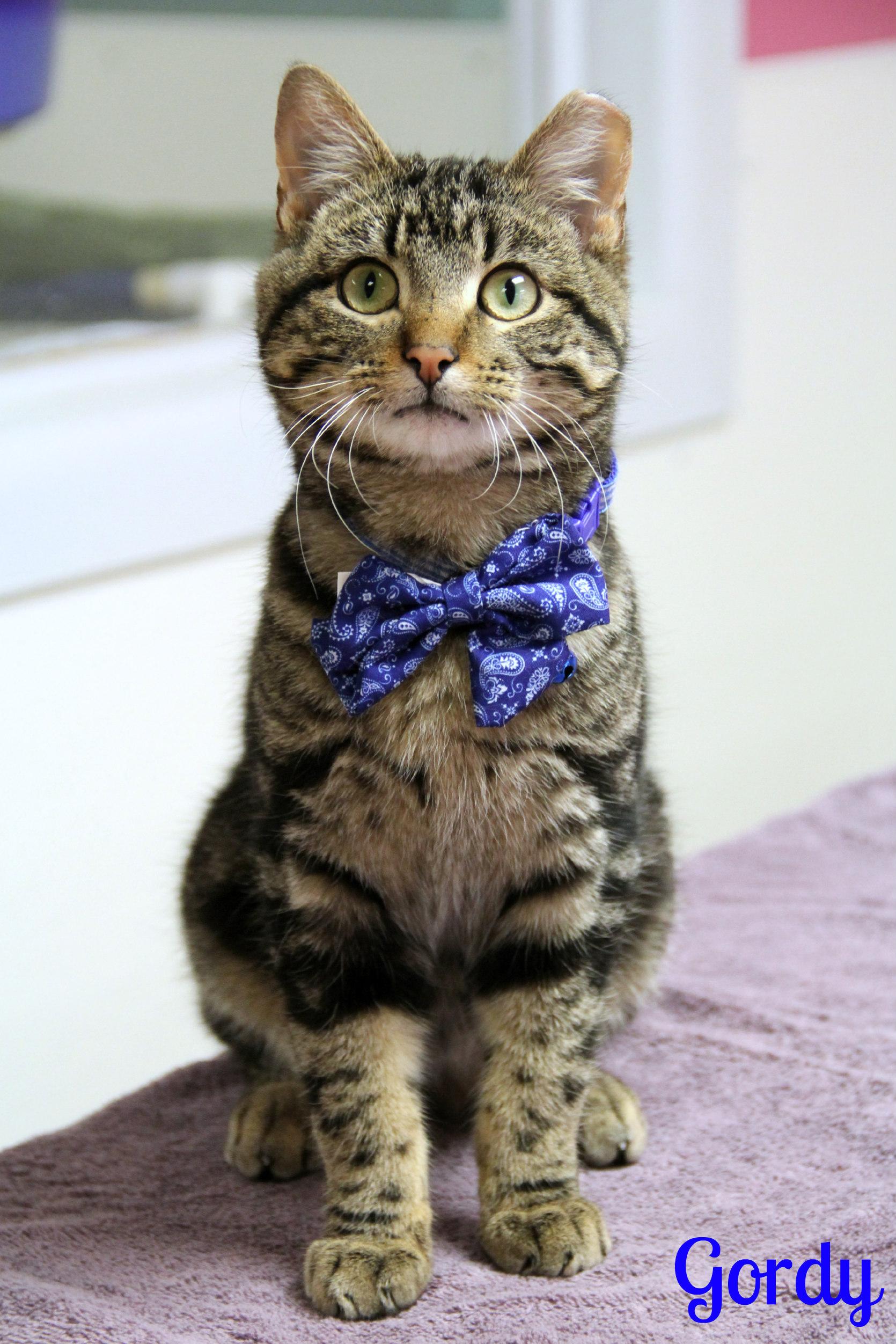Gordy, Adoptable, Young Male Domestic Short Hair.
