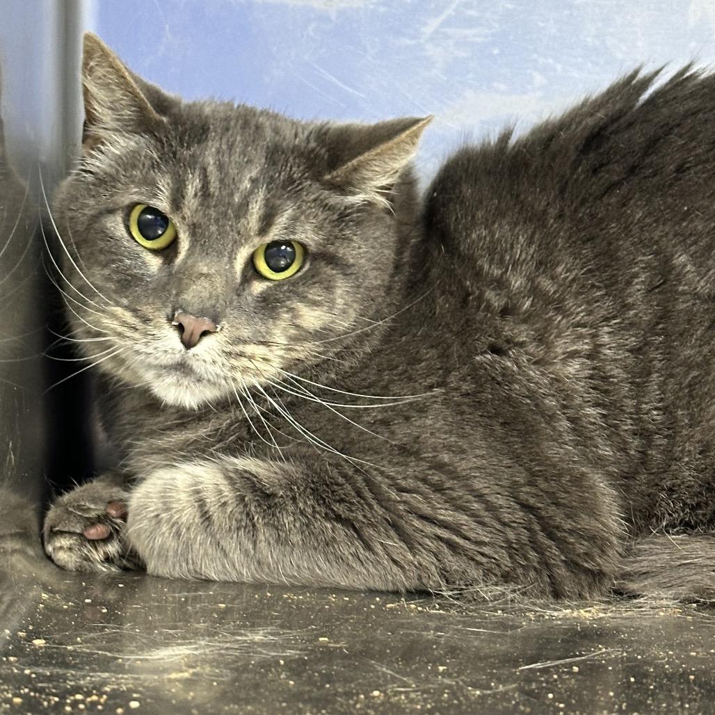 Salem, Adoptable, Adult Male Domestic Short Hair.