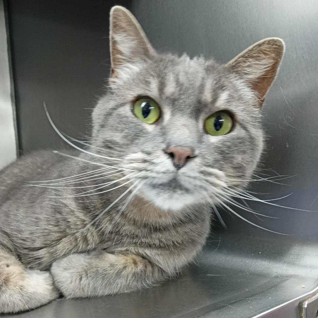Enlarge Salem, a Adoptable Domestic Short Hair in Coos Bay, OR image 1/2