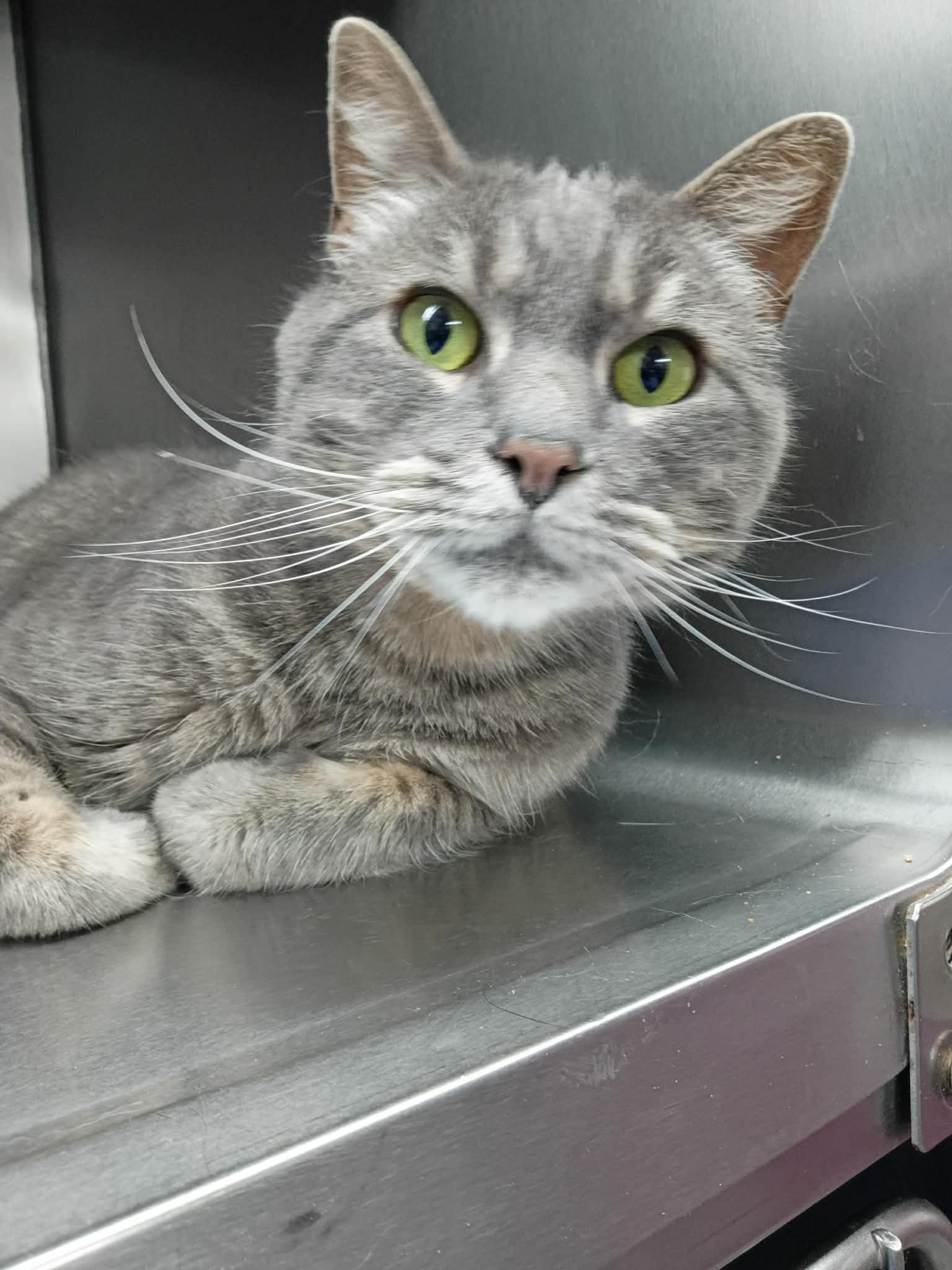 Salem, Adoptable, Adult Male Domestic Short Hair.