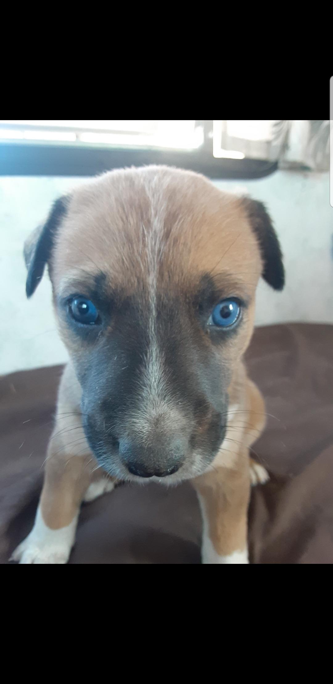 Enlarge Aussie Pup, a Adoptable mixed breed in Marina del Rey, CA image 1/1