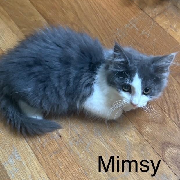 Photo of Mimzy