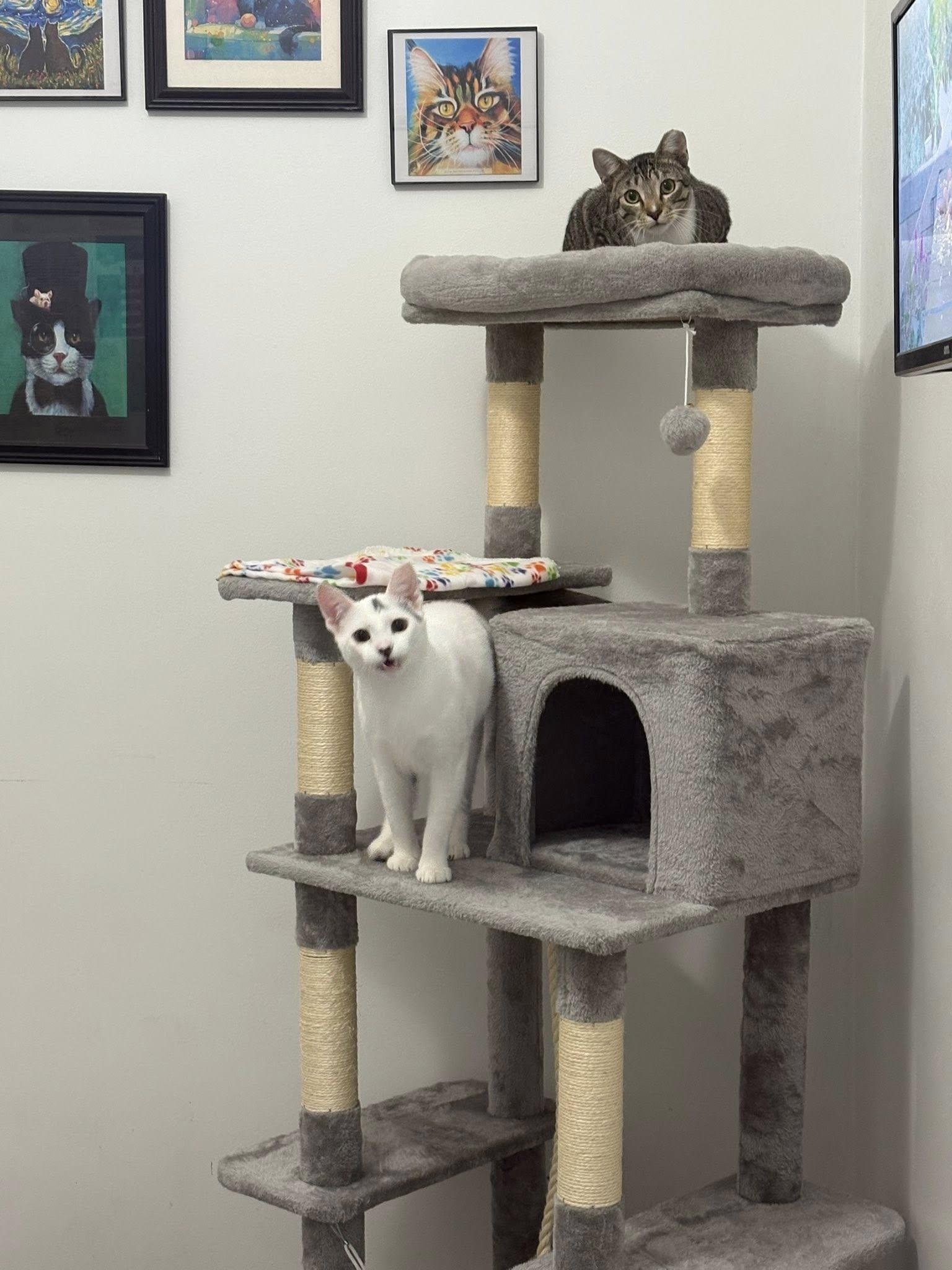 Bobs Burgers, Adoptable, Adult Male American Shorthair.