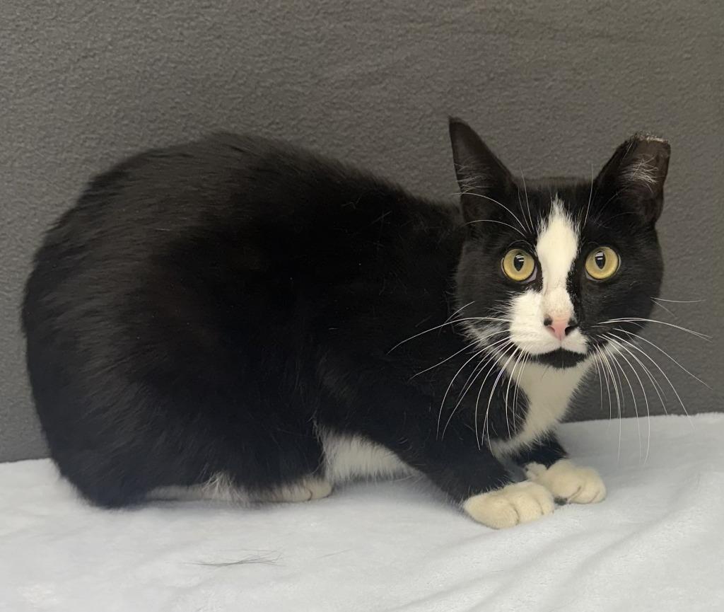 Enlarge Lucy, an adopted Domestic Short Hair in Benld, IL image 1/1