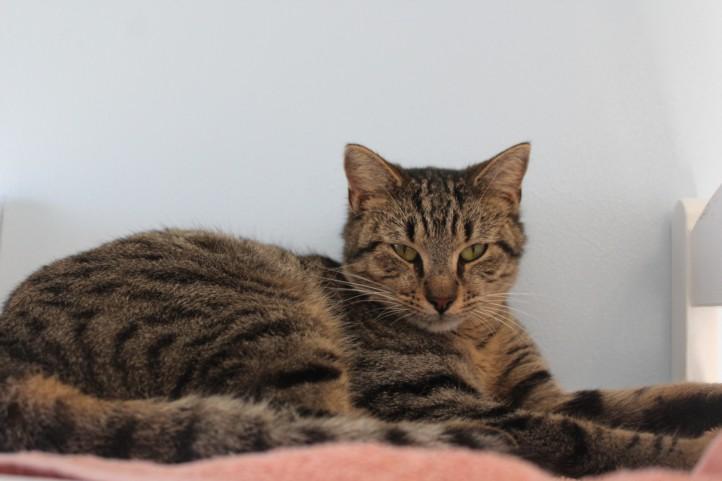 Enlarge MERCEDES, a Adoptable Domestic Short Hair in Lexington, SC image 1/1