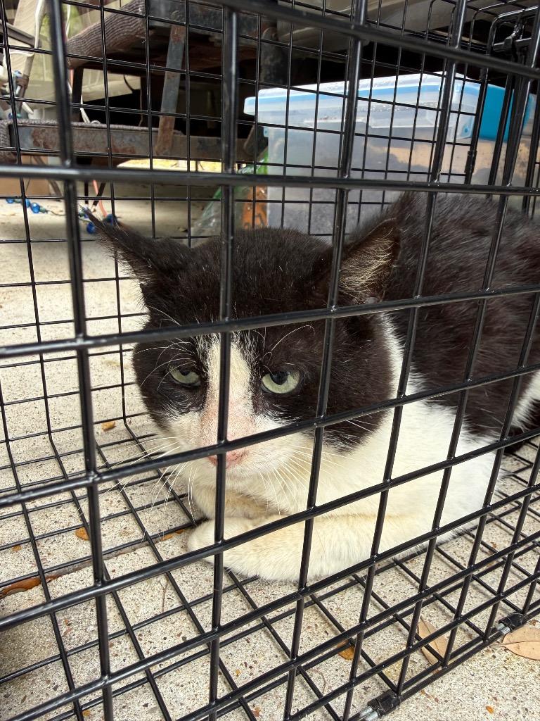 Bronx, Adoptable, Young Male Domestic Short Hair.
