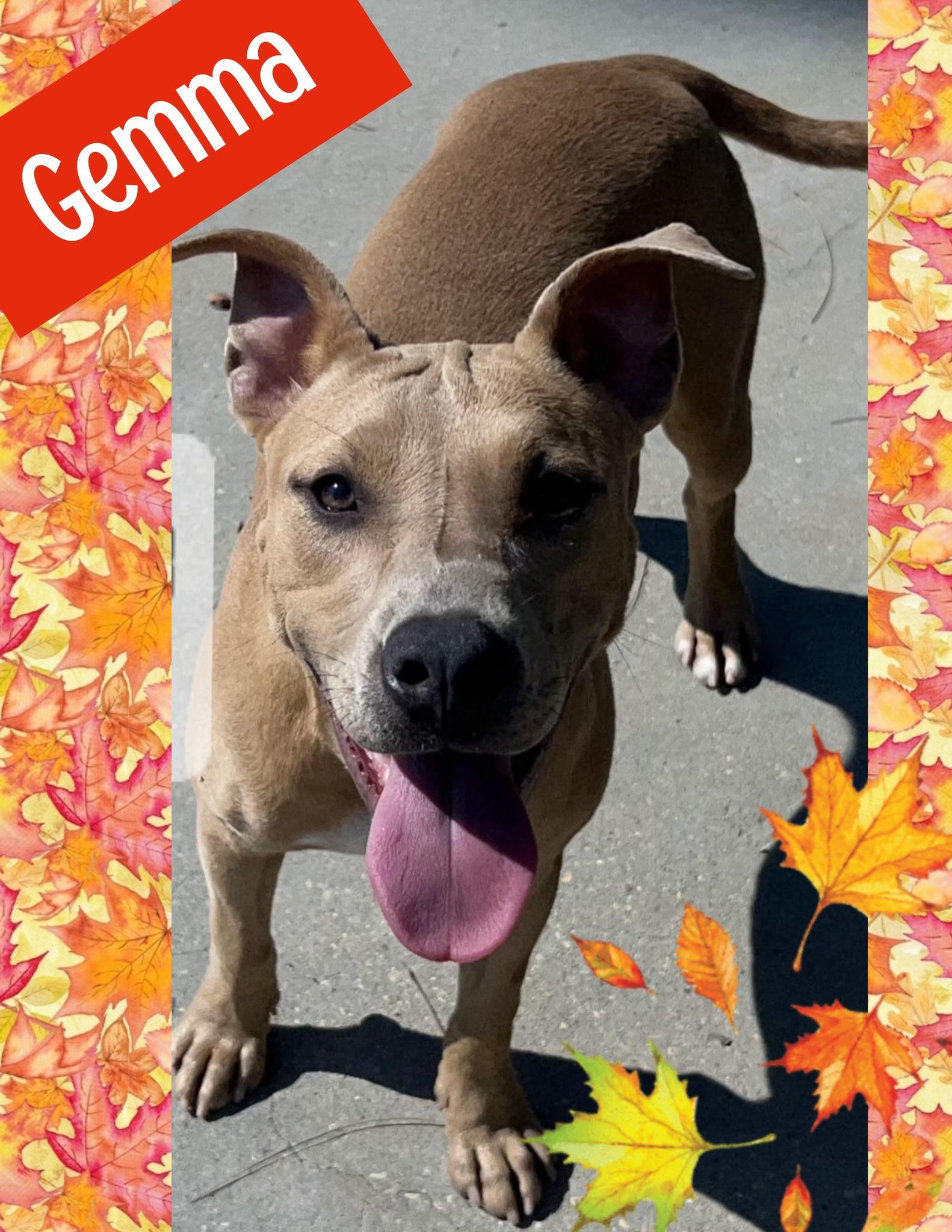 Enlarge Gemma, a Adoptable mixed breed in Ringwood, NJ image 1/1