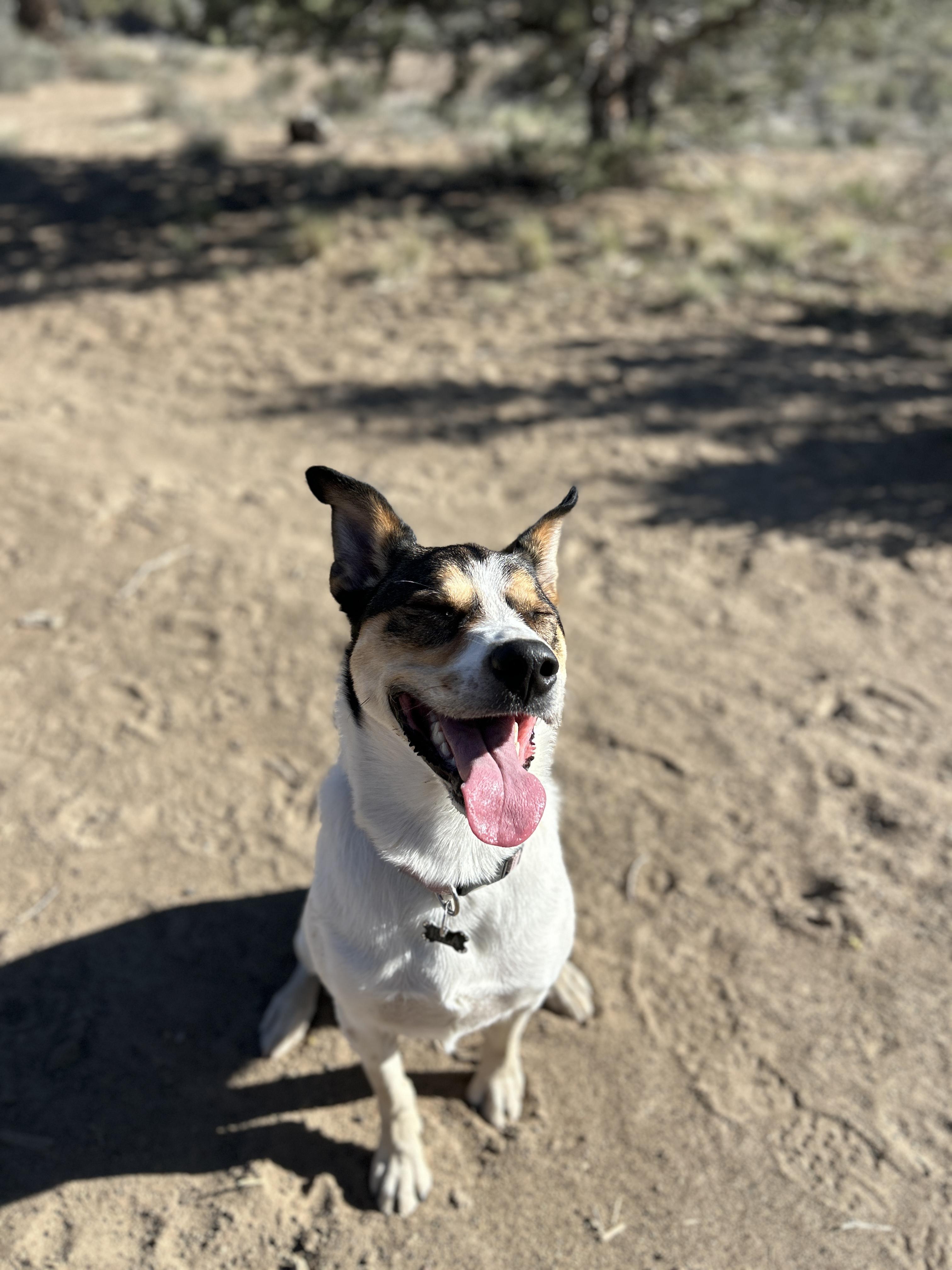 Enlarge Isla, a ADOPTABLE mixed breed in Bend, OR image 2/3