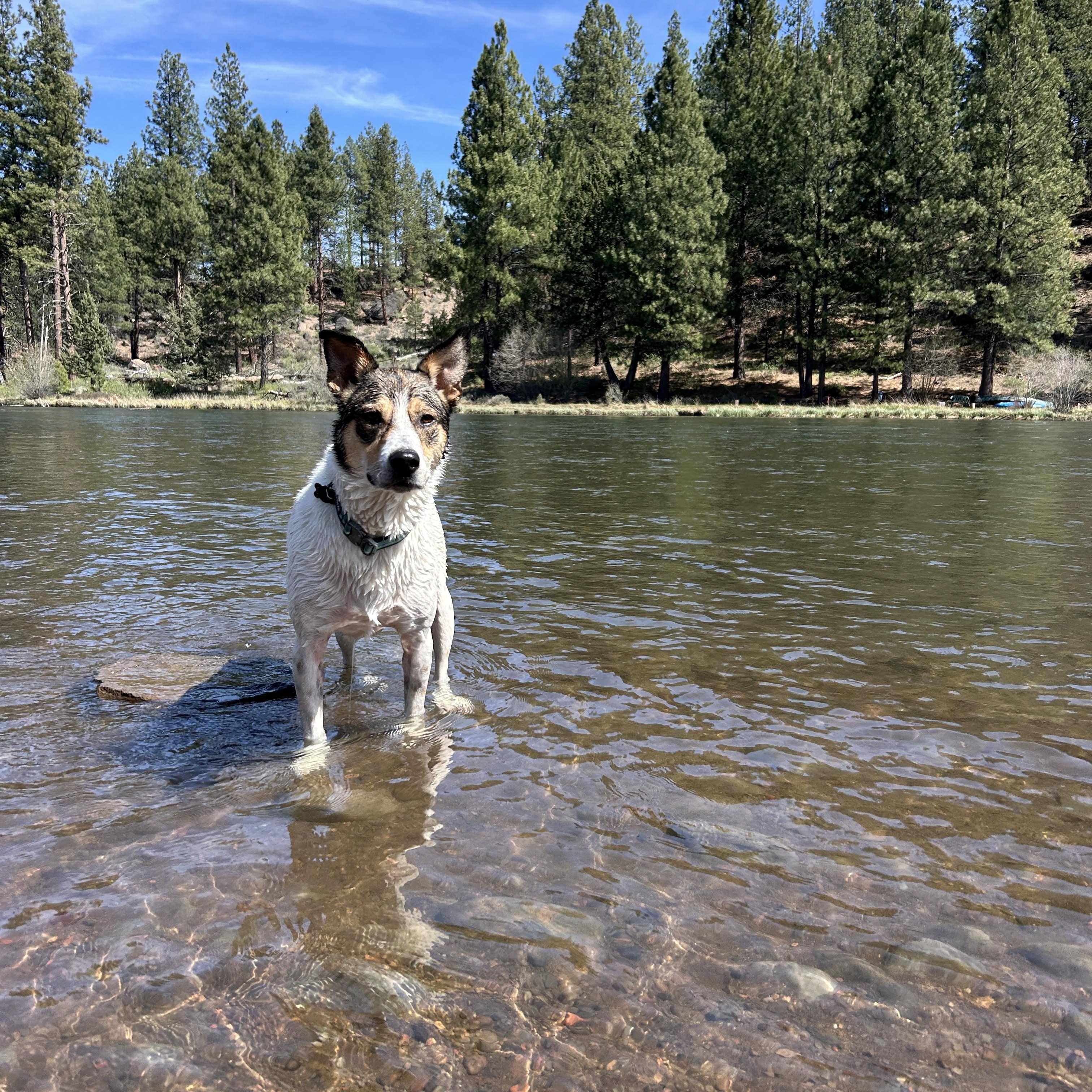 Enlarge Isla, a ADOPTABLE mixed breed in Bend, OR image 3/3