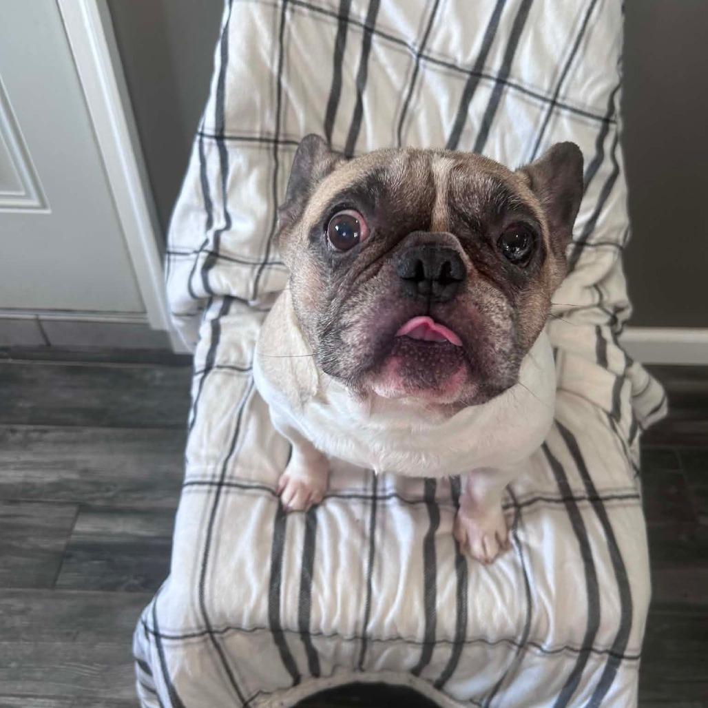 Michelada, Adoptable, Senior Male French Bulldog.
