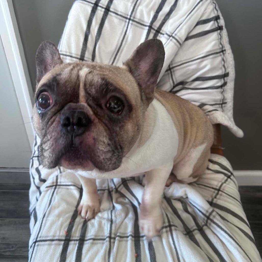 Michelada, a Adoptable French Bulldog in Jackson, MO image 2/6