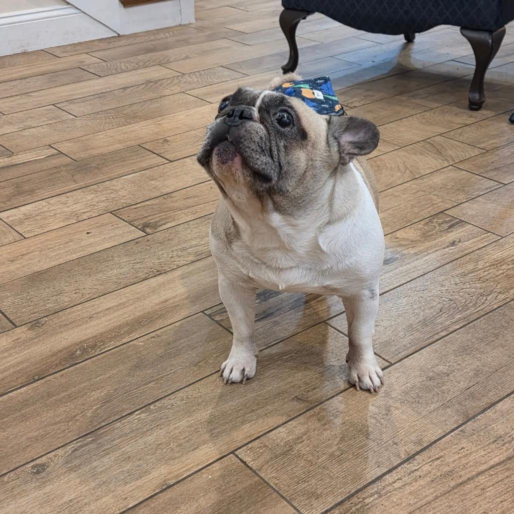 Michelada, a Adoptable French Bulldog in Jackson, MO image 3/6