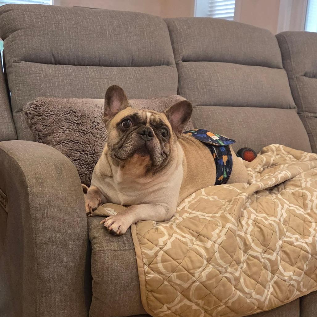 Michelada, a Adoptable French Bulldog in Jackson, MO image 4/6