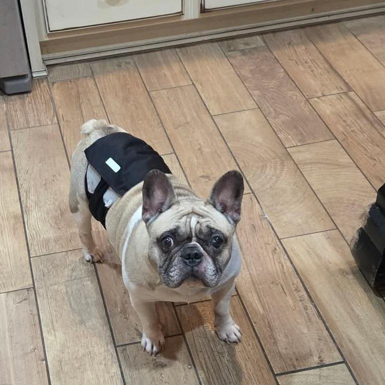 Michelada, a Adoptable French Bulldog in Jackson, MO image 5/6