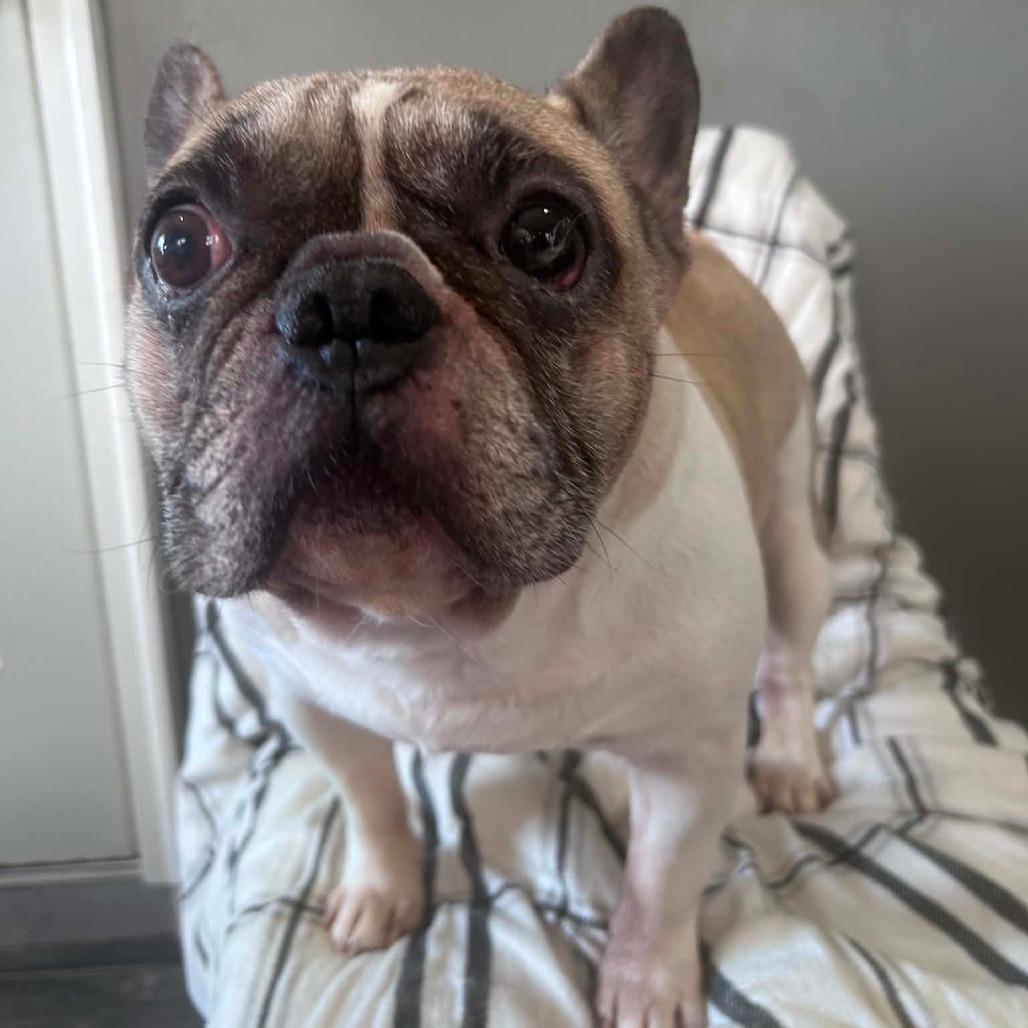 Michelada, a Adoptable French Bulldog in Jackson, MO image 6/6