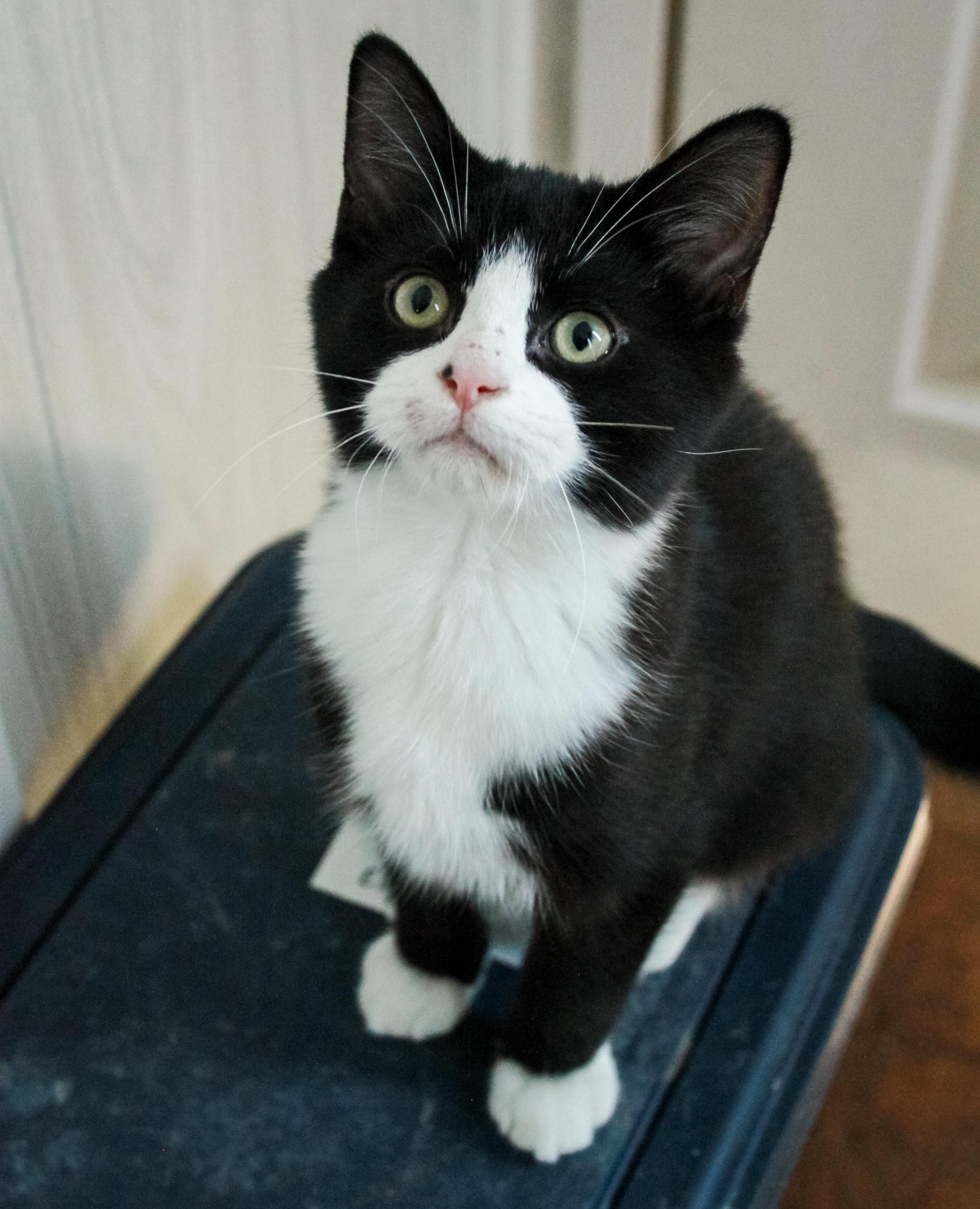 Manhattan, adopted, Kitten Male Domestic Short Hair.