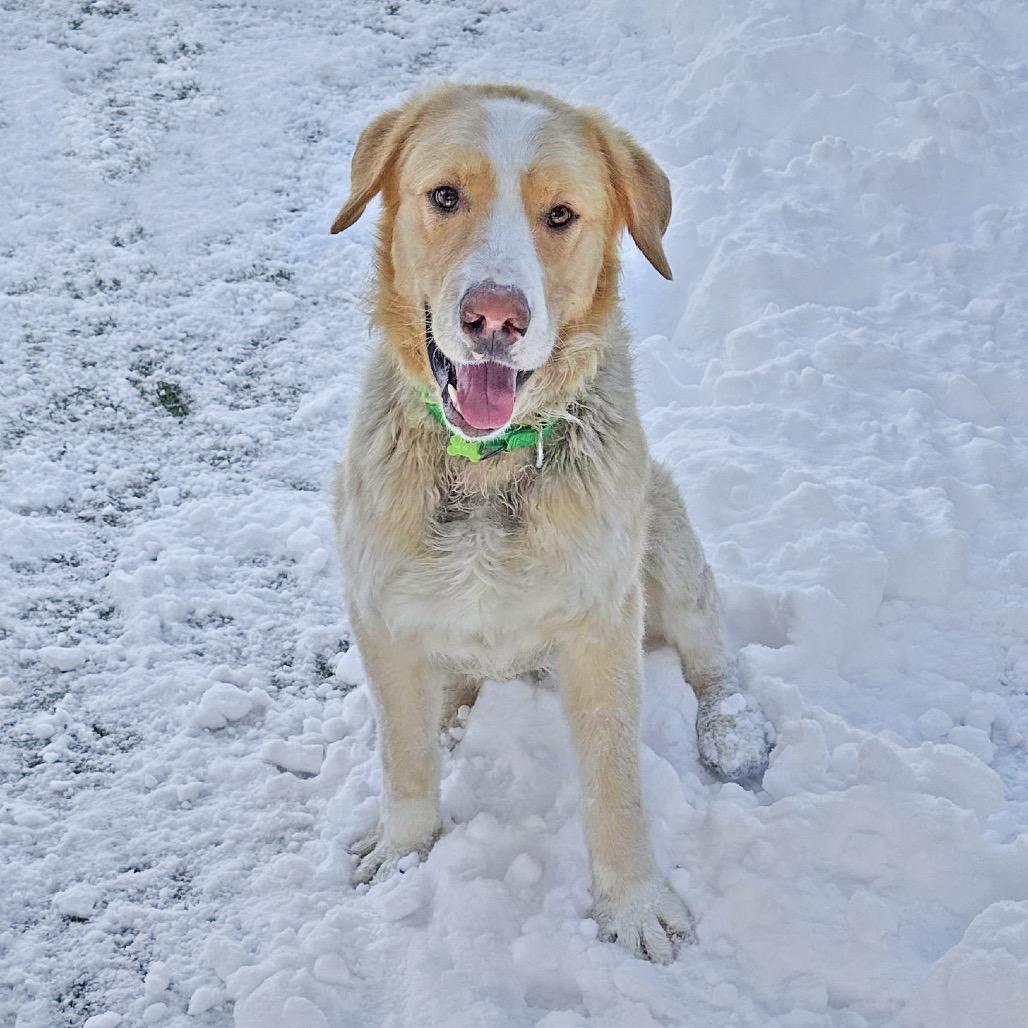 Enlarge Malcolm, a Adoptable Mixed Breed in Hailey, ID image 1/6