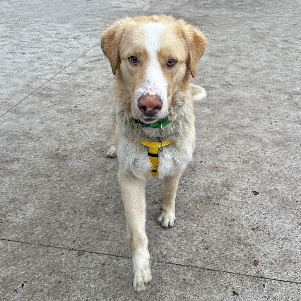 Enlarge Malcolm, a Adoptable Mixed Breed in Hailey, ID image 2/6