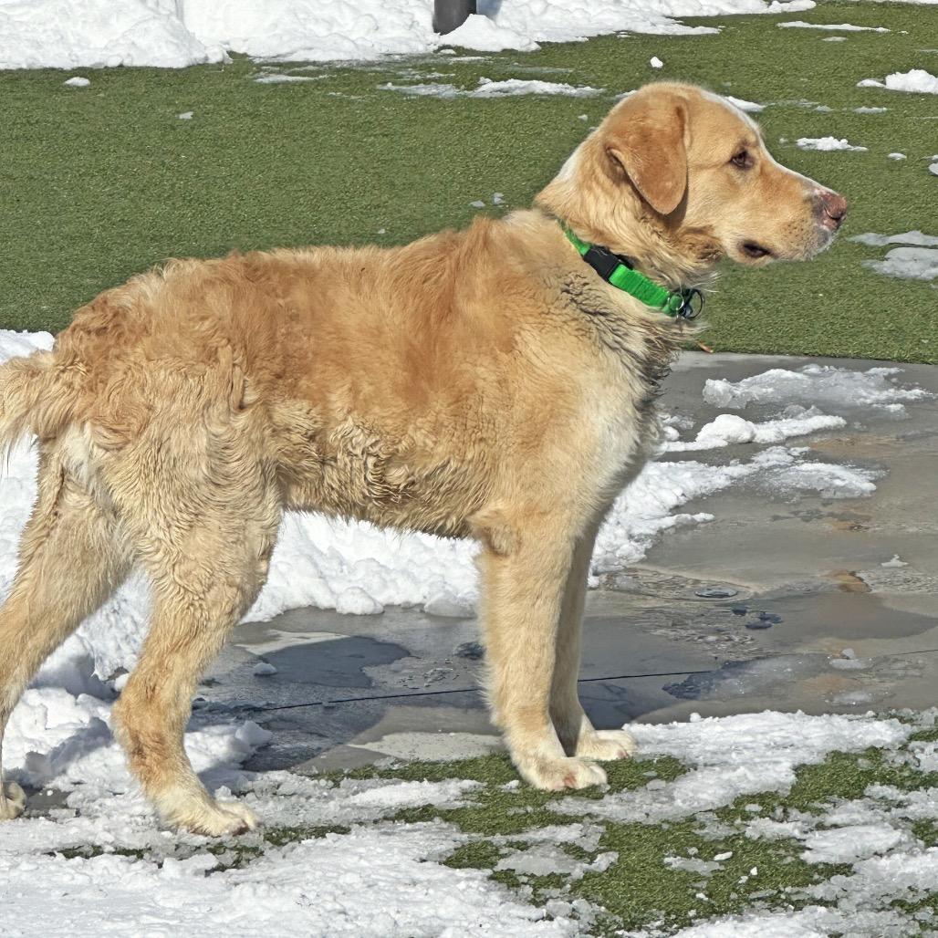 Enlarge Malcolm, a Adoptable Mixed Breed in Hailey, ID image 3/6