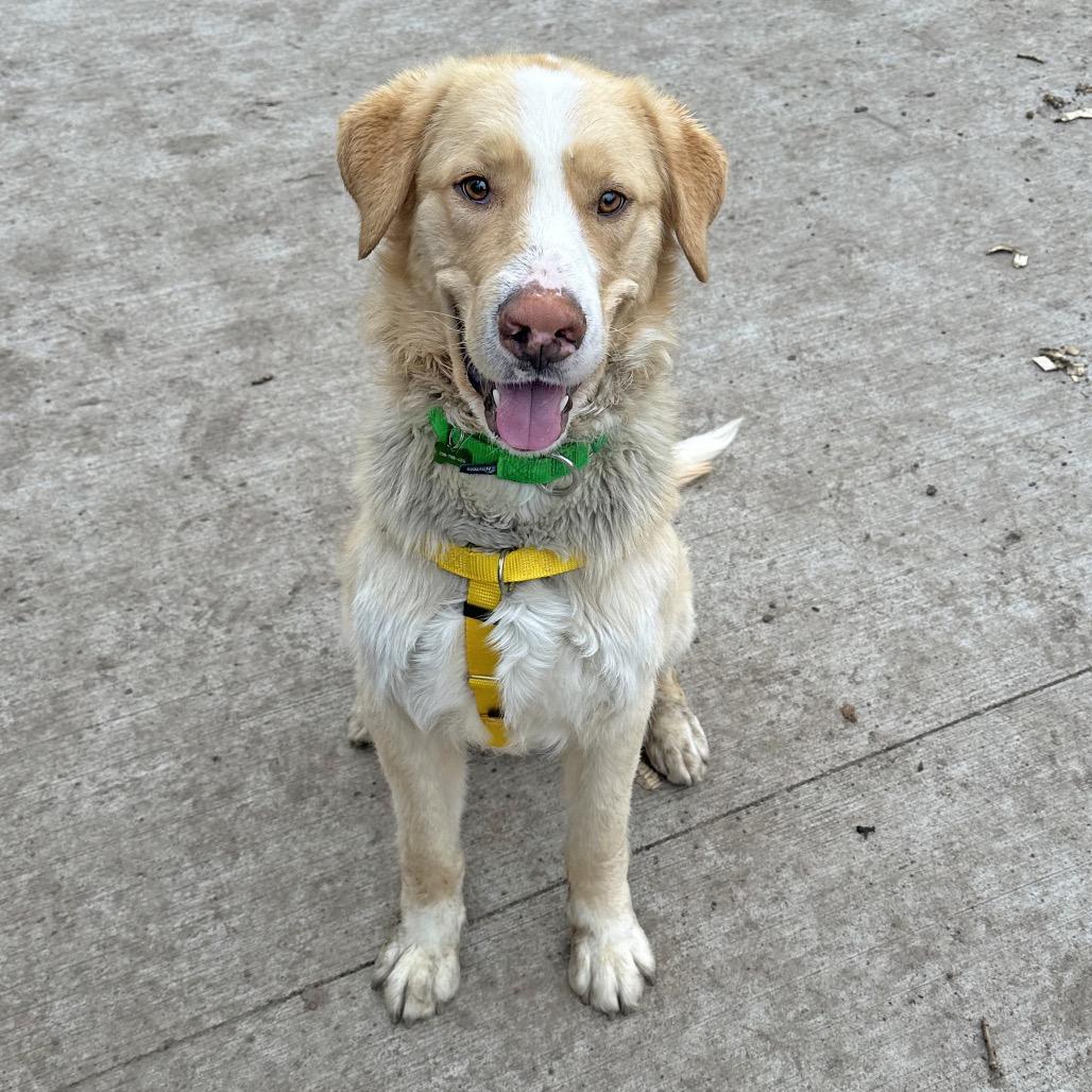 Enlarge Malcolm, a Adoptable Mixed Breed in Hailey, ID image 4/6