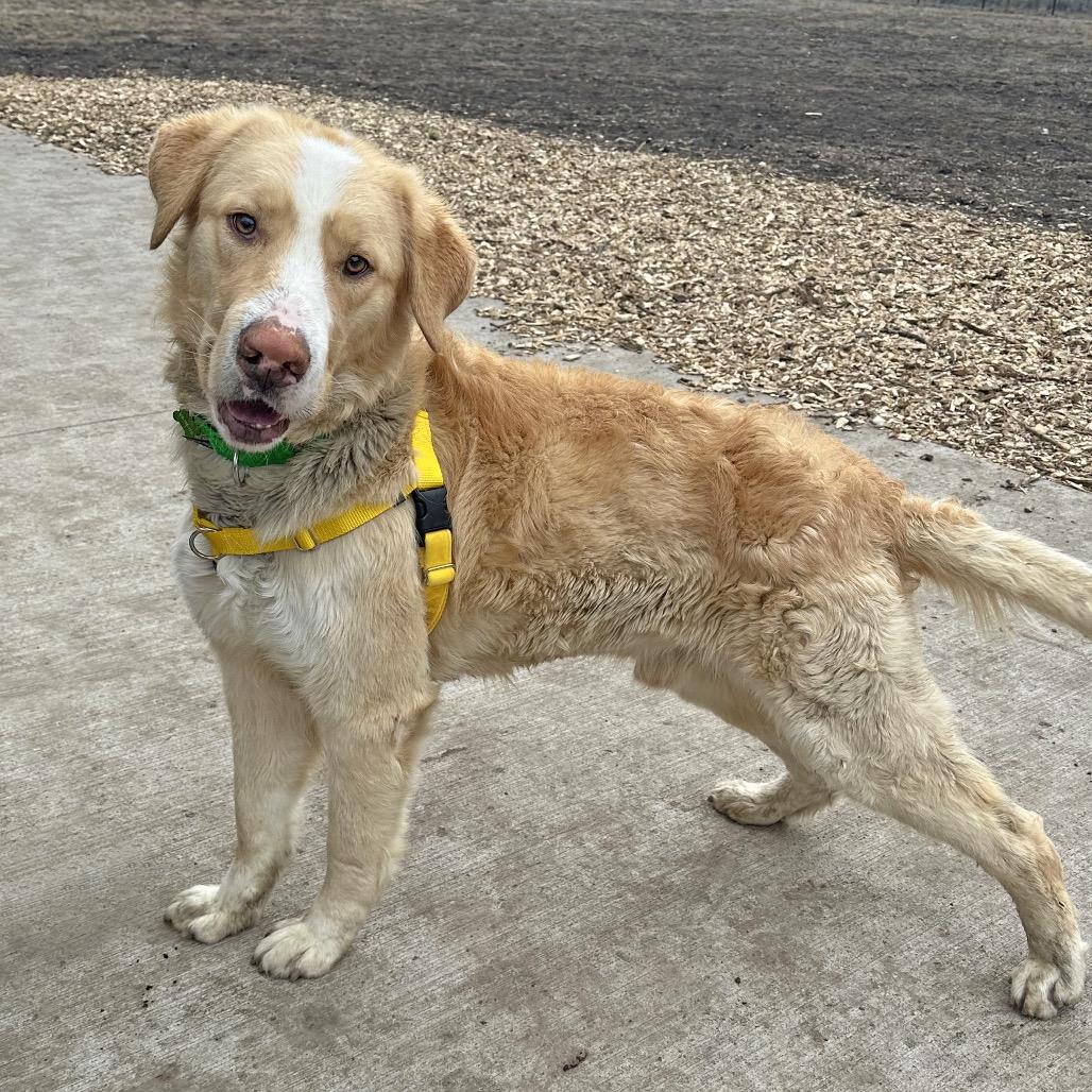 Enlarge Malcolm, a Adoptable Mixed Breed in Hailey, ID image 5/6