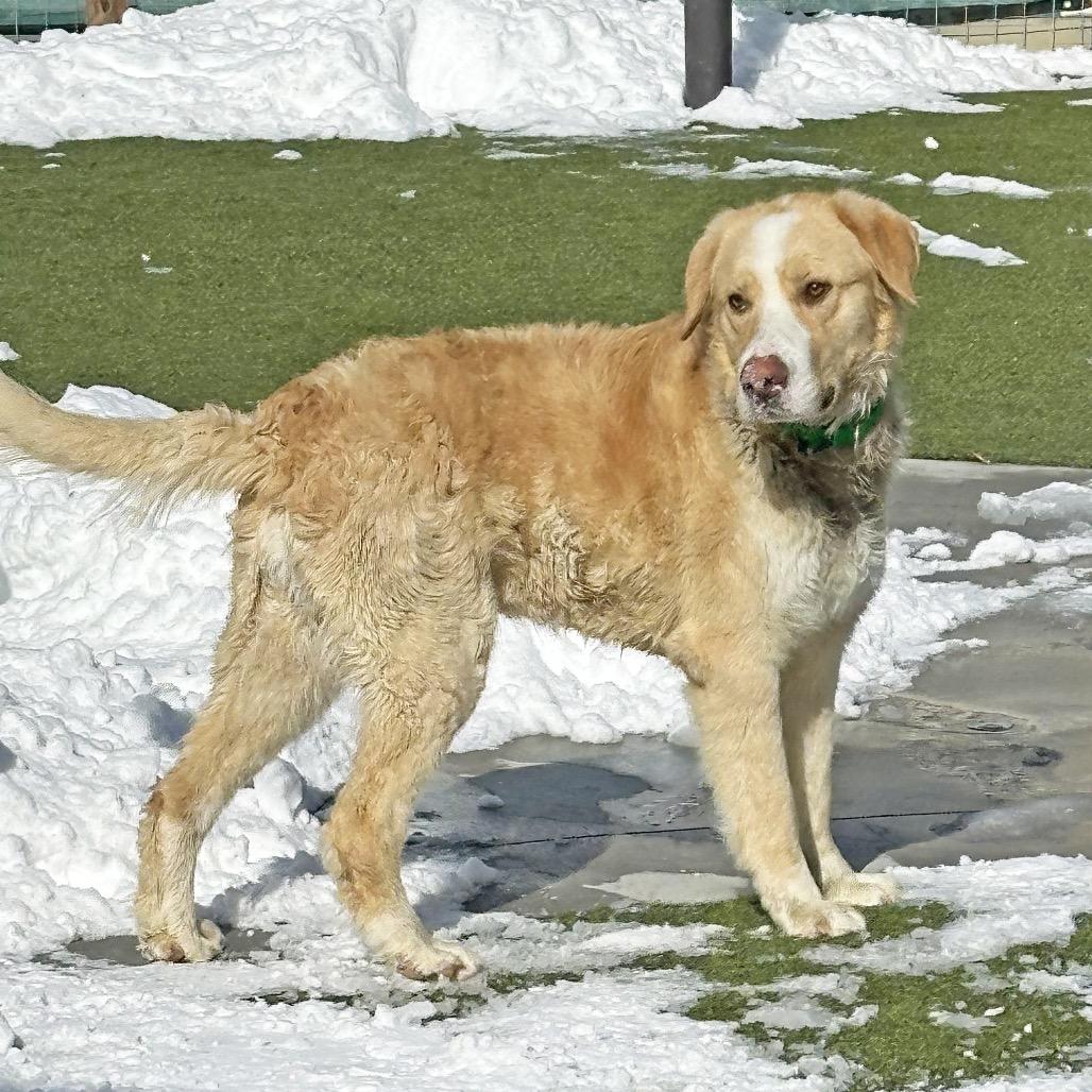 Enlarge Malcolm, a Adoptable Mixed Breed in Hailey, ID image 6/6