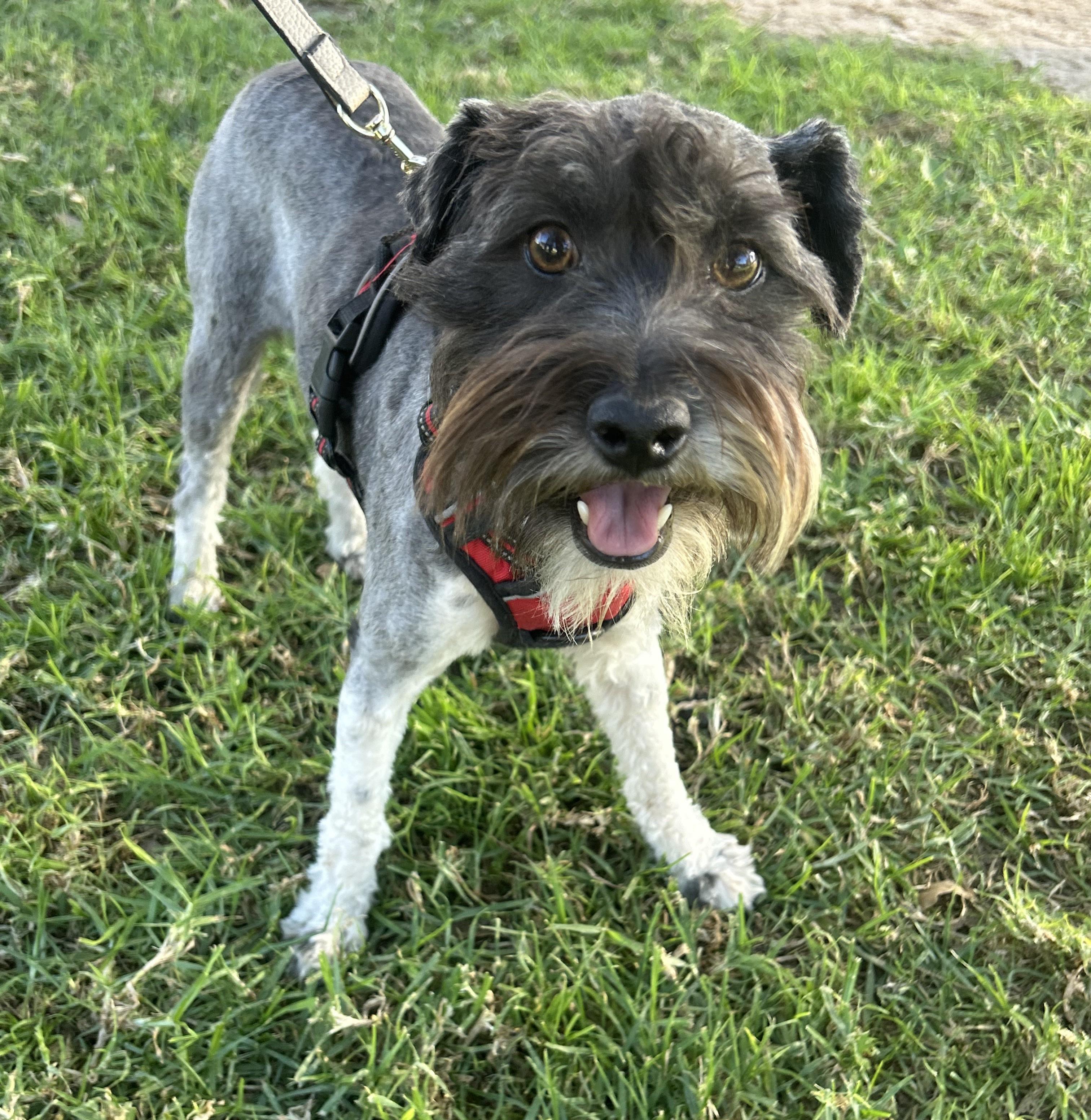CINDY, a ADOPTABLE mixed breed in Bell Gardens, CA image 3/6