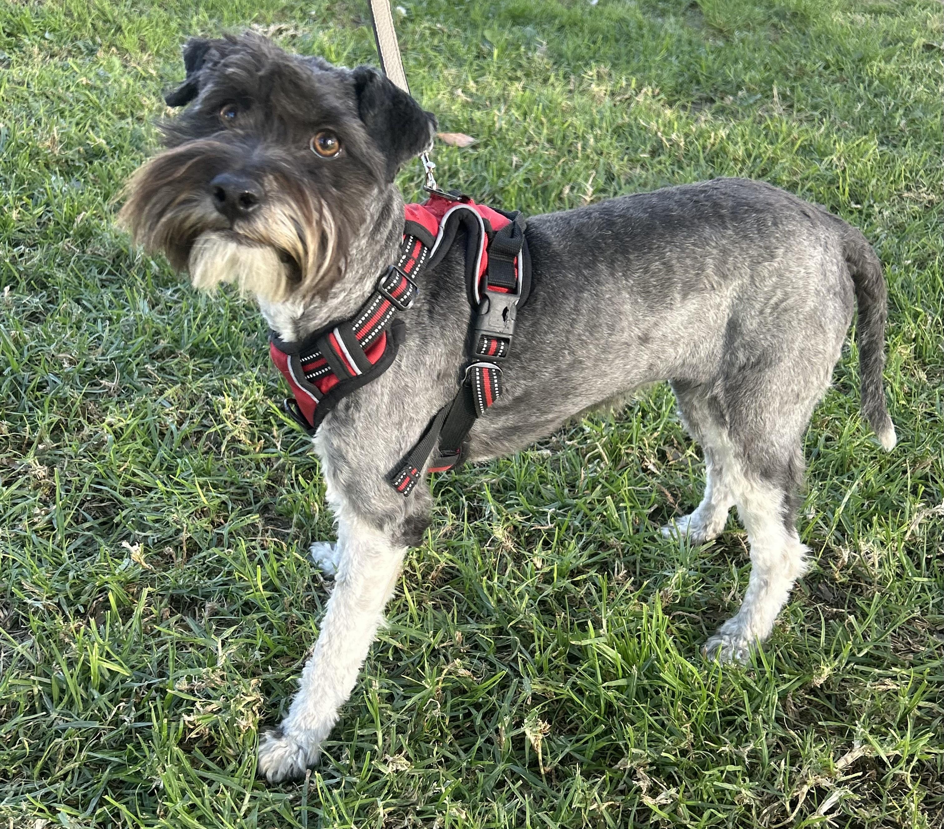 CINDY, ADOPTABLE, Young Female Miniature Schnauzer.