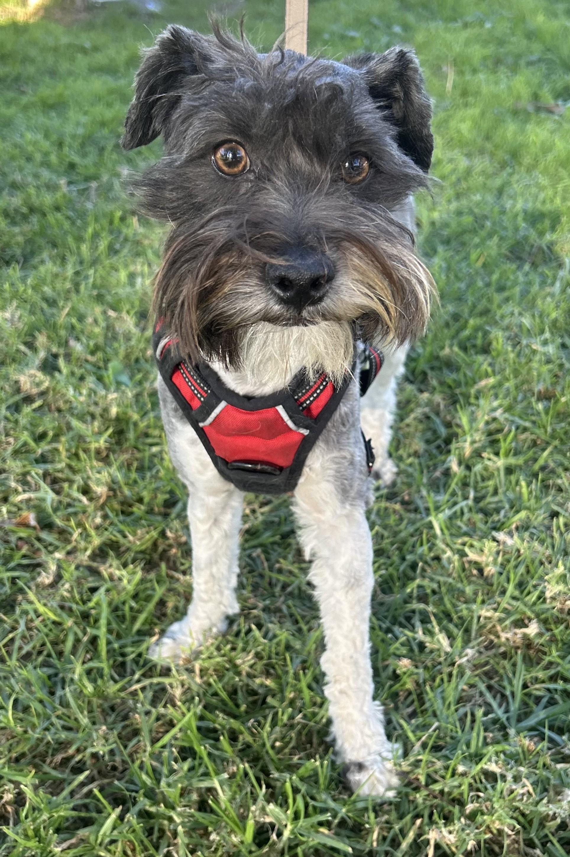 CINDY, a ADOPTABLE mixed breed in Bell Gardens, CA image 2/6