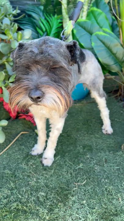 Enlarge CINDY, a ADOPTABLE mixed breed in Bell Gardens, CA video 5/6