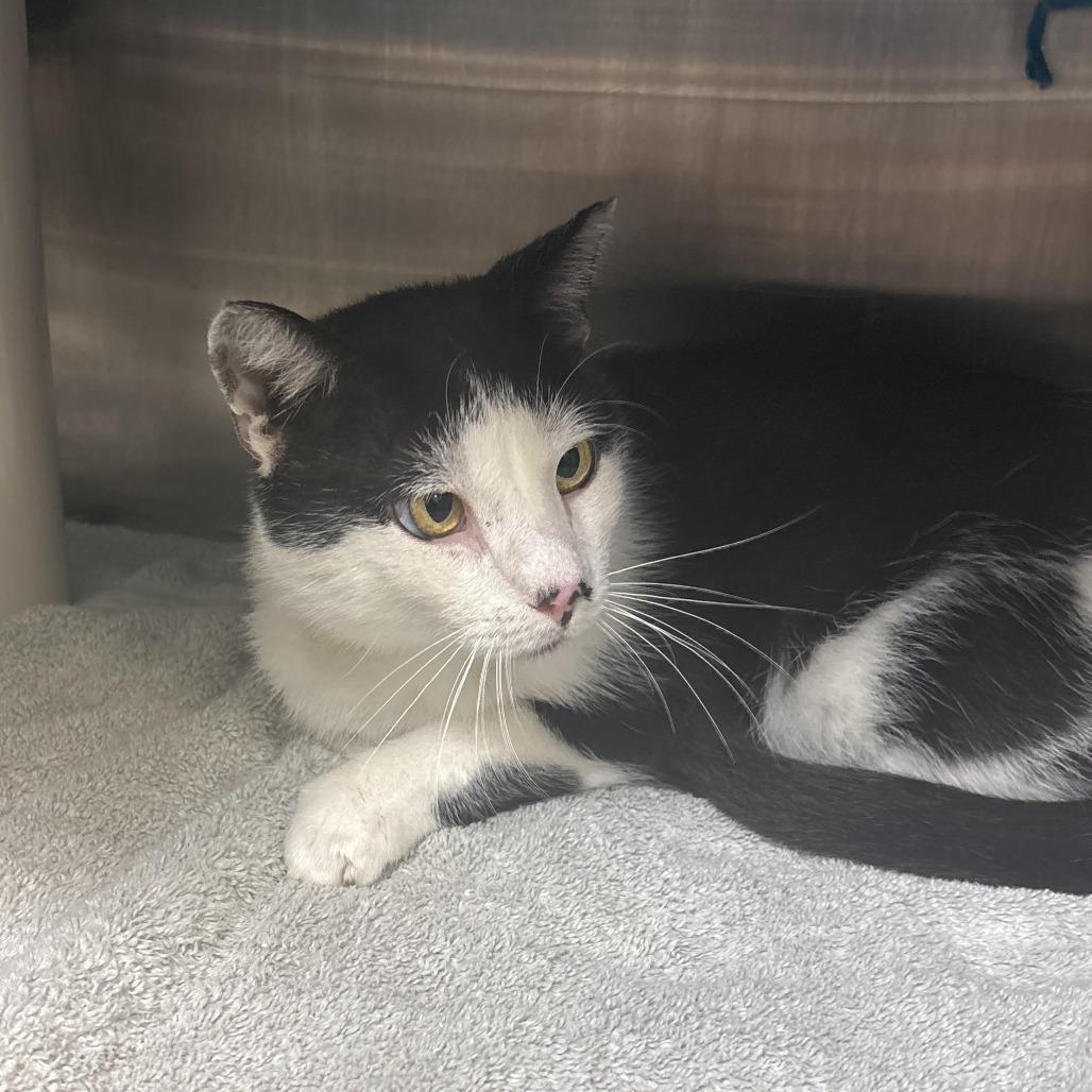 Mario, Adoptable, Senior Male Domestic Short Hair.