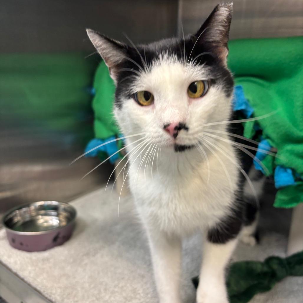 Mario, a Adoptable Domestic Short Hair in Philadelphia, PA image 2/4