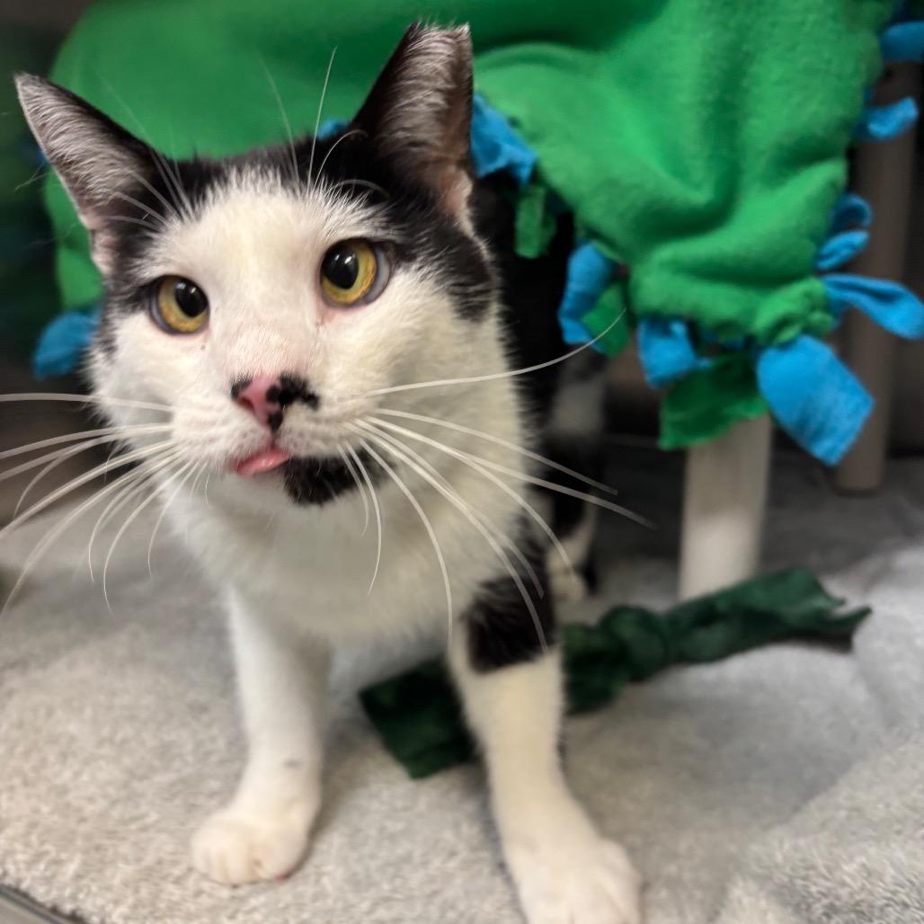 Mario, a Adoptable Domestic Short Hair in Philadelphia, PA image 3/4
