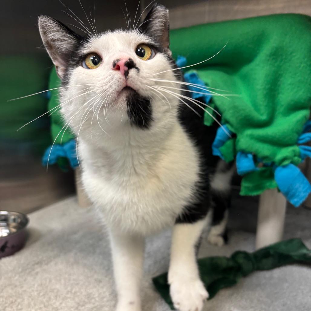 Mario, a Adoptable Domestic Short Hair in Philadelphia, PA image 4/4