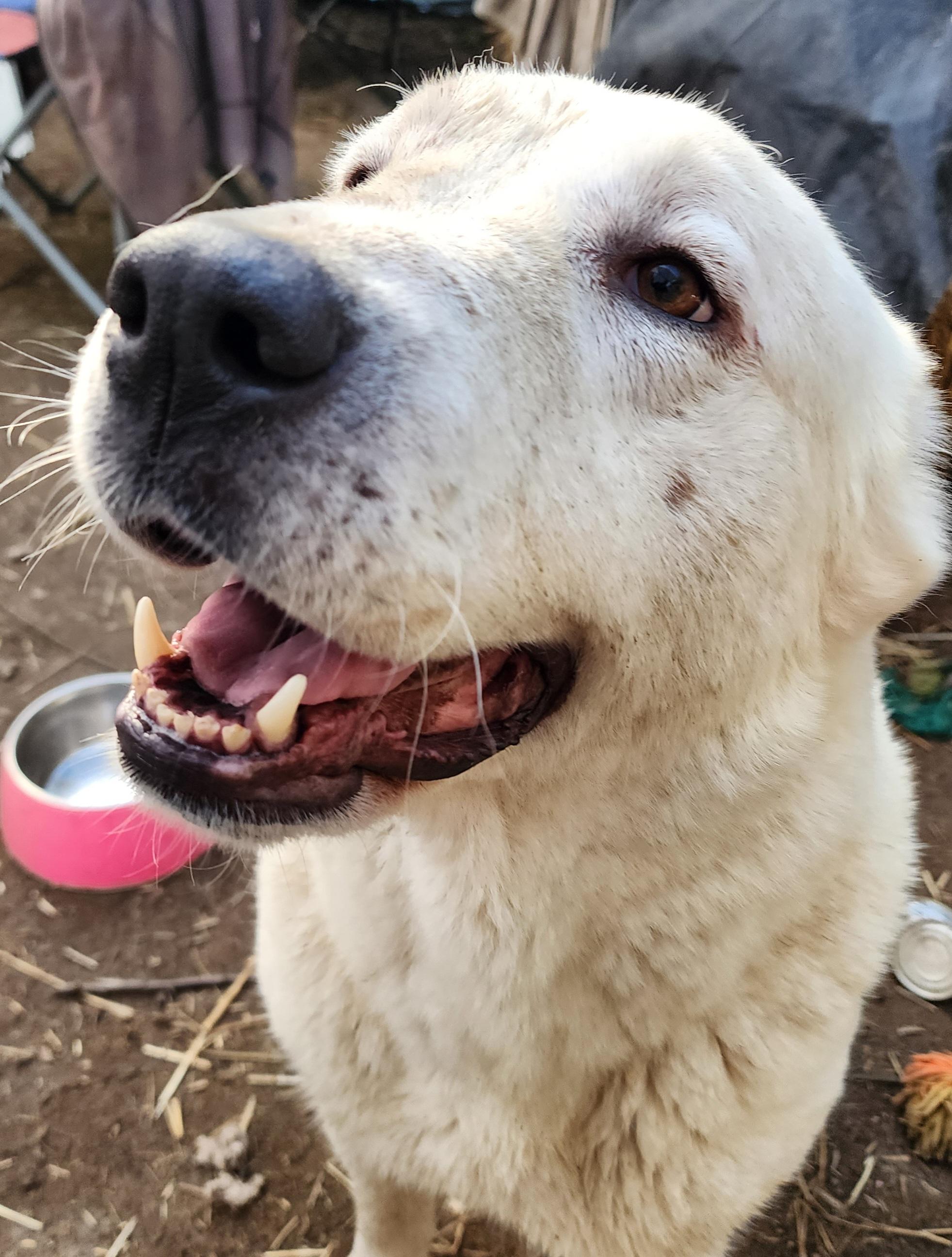 Enlarge Snow White, a ADOPTABLE mixed breed in Lafayette, CA image 1/2
