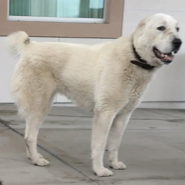 Enlarge Snow White, a ADOPTABLE mixed breed in Lafayette, CA image 2/2