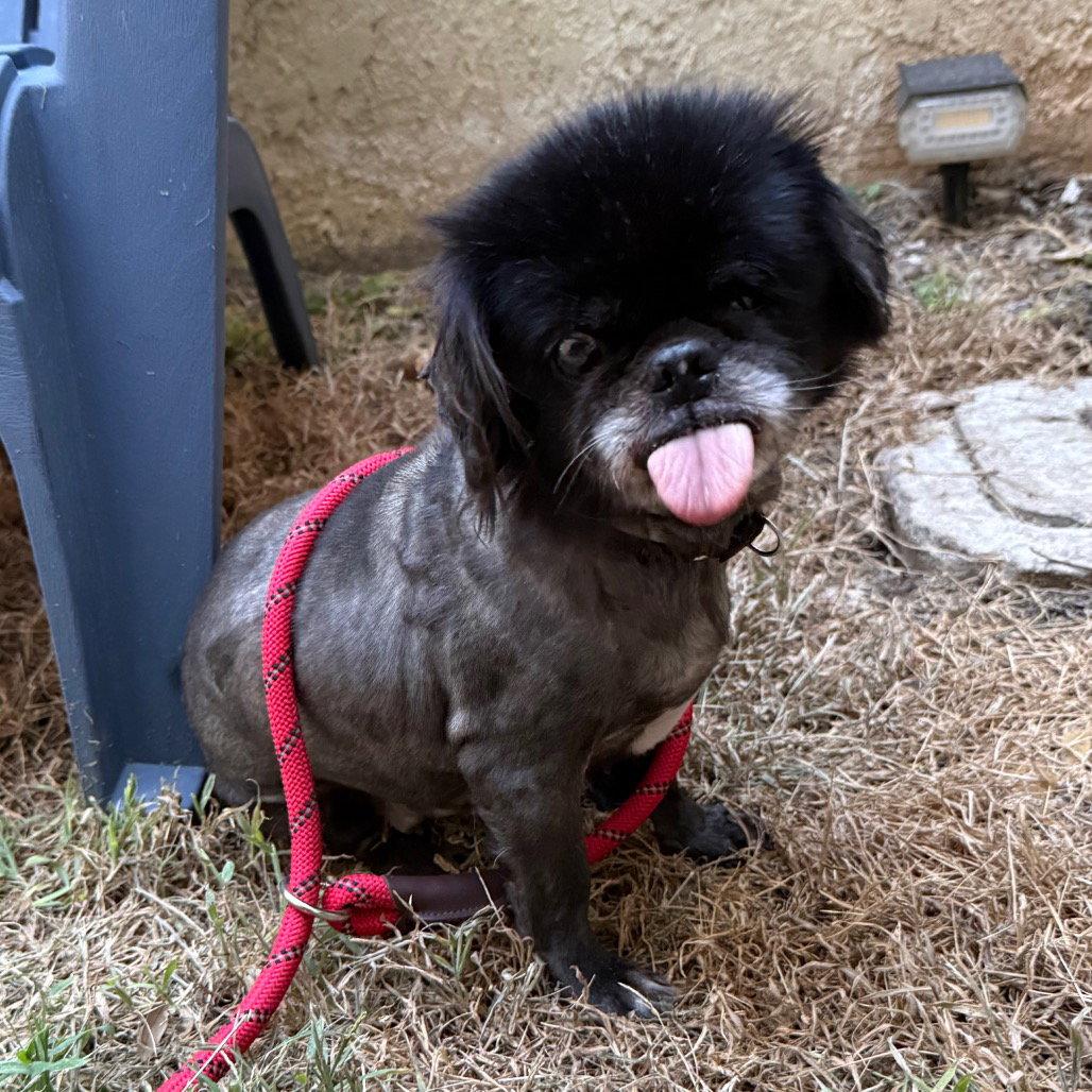Ophelia, Adoptable, Senior Female Pekingese.