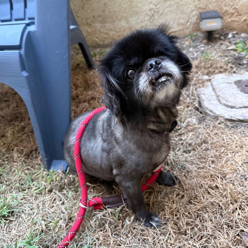 Enlarge Ophelia, a Adoptable Pekingese in Dallas, TX image 2/3