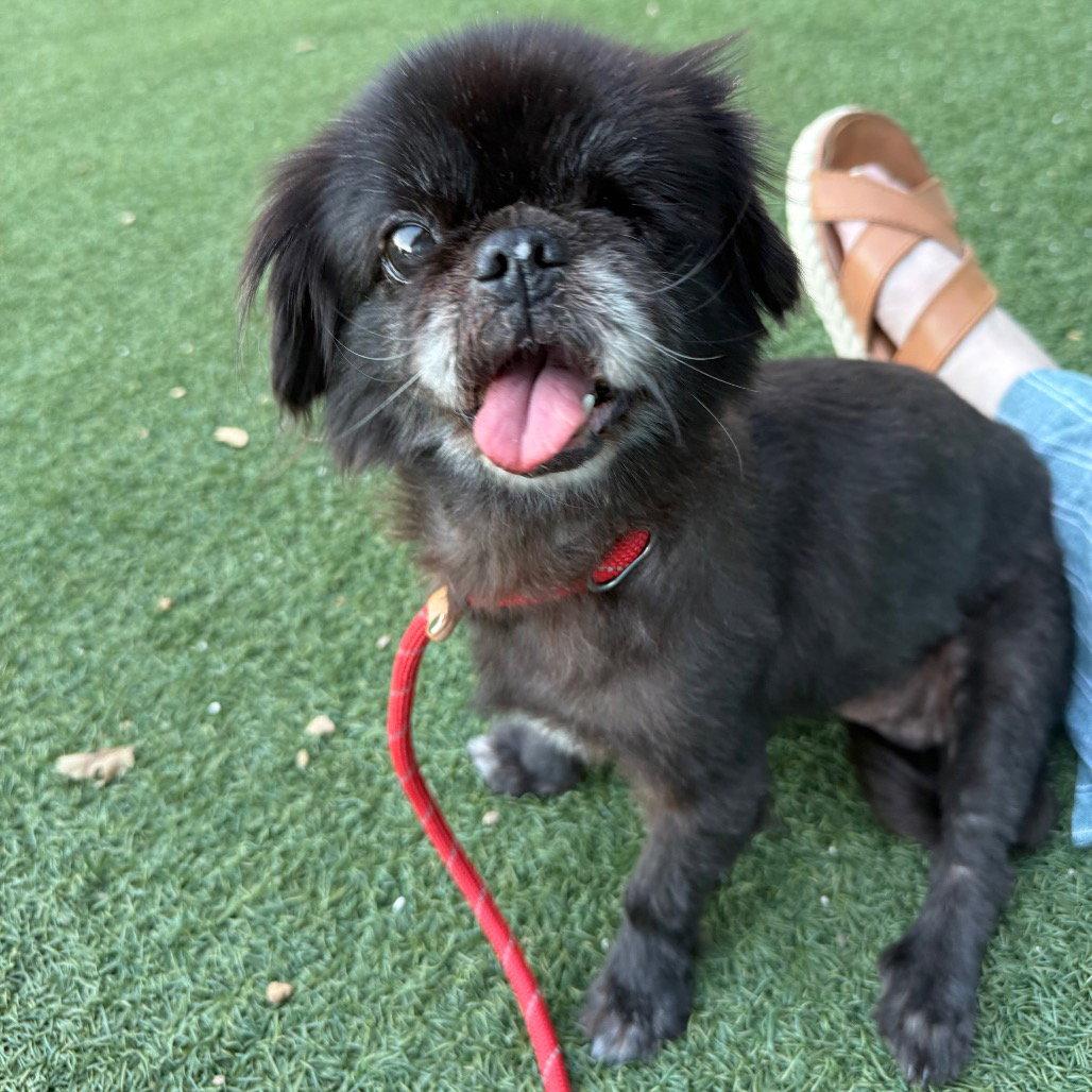 Enlarge Ophelia, a Adoptable Pekingese in Dallas, TX image 3/3