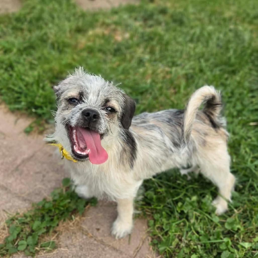 Spanky (Emory), Adoptable, Puppy Female Terrier & Mixed Breed.